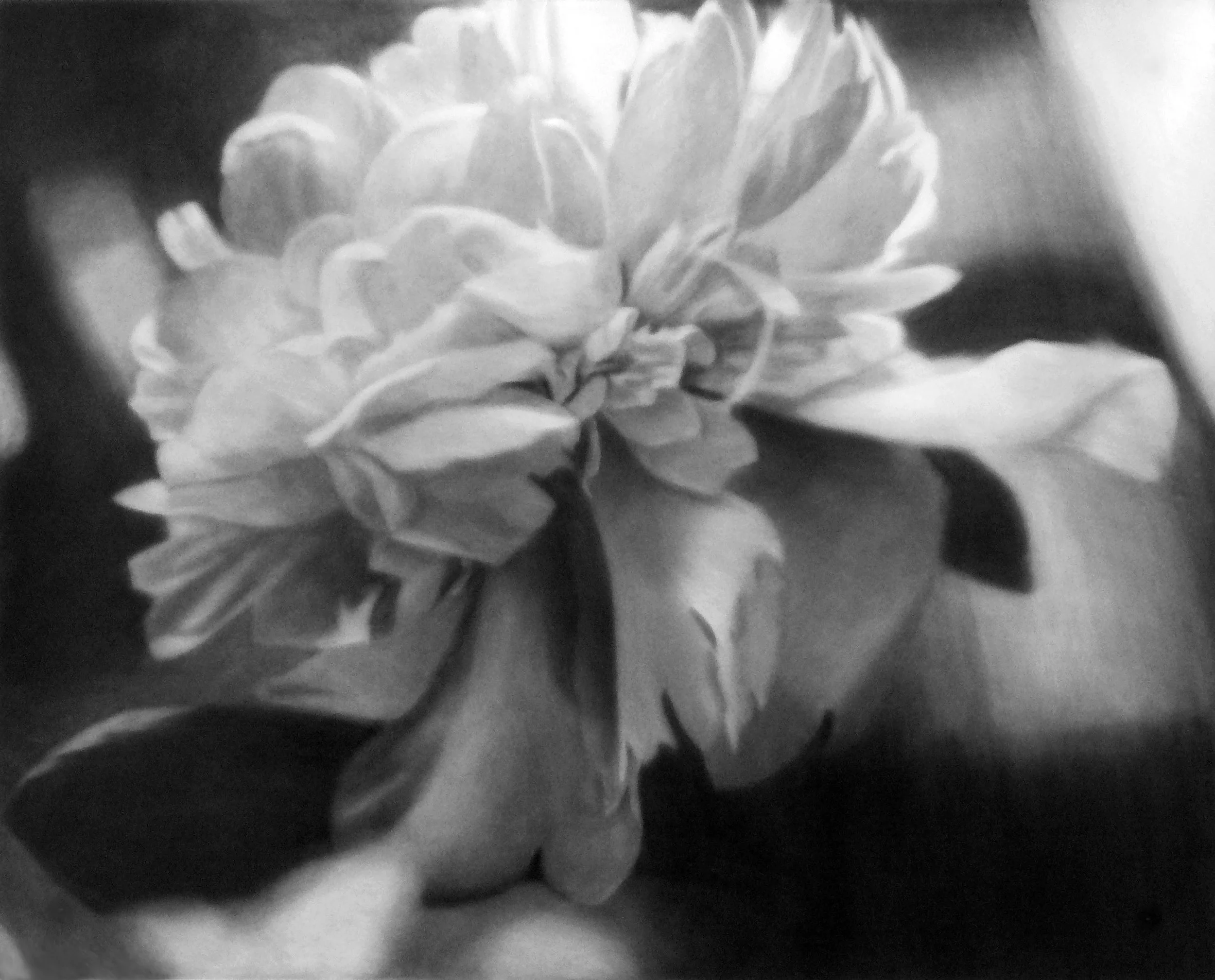 White Peony, 2006, black India ink painted onto sanded plexiglass, 42.5” x 53”