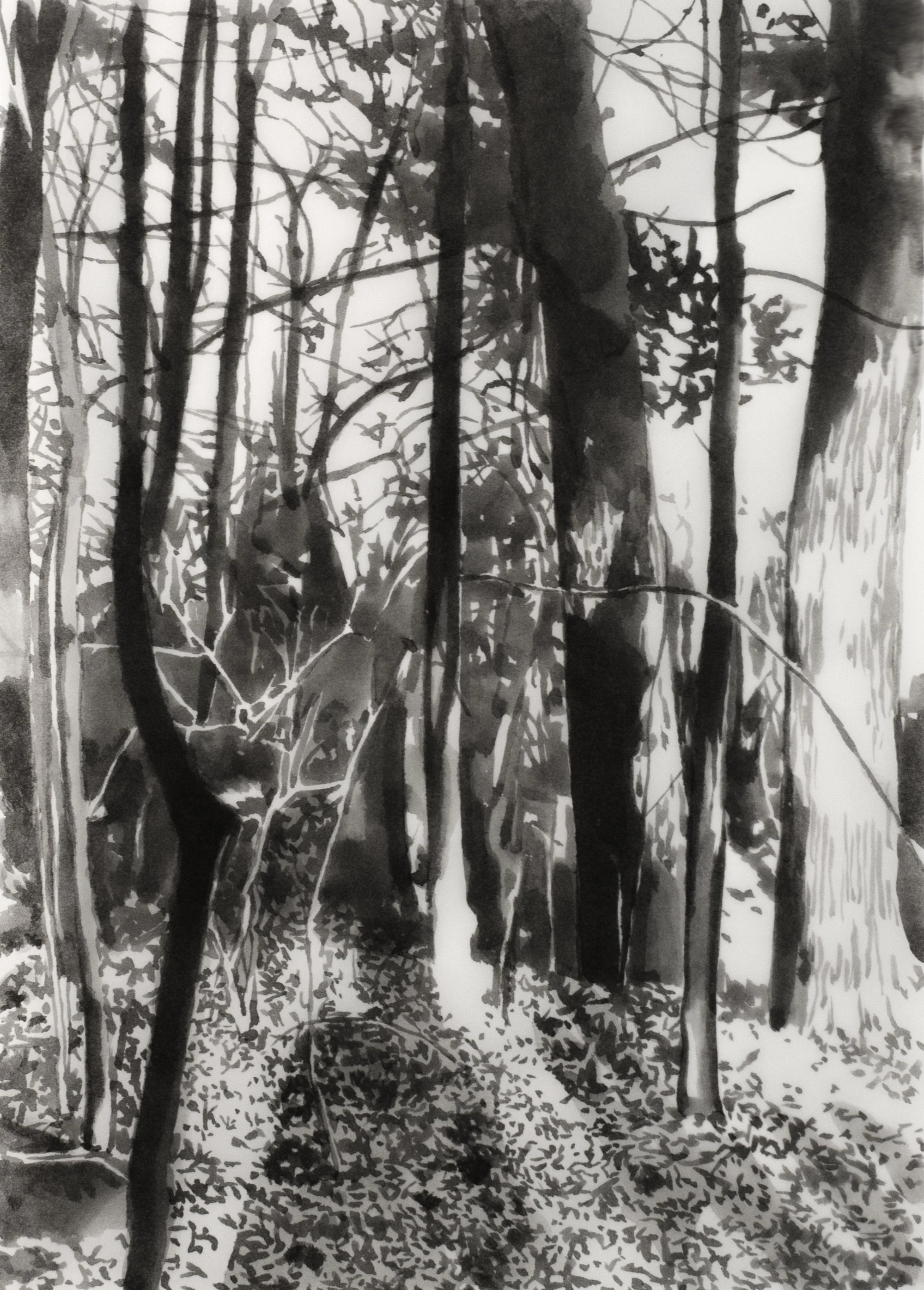 Early Spring, 2025, black India ink painted onto waxed rice paper, 10.5” x 14.5”