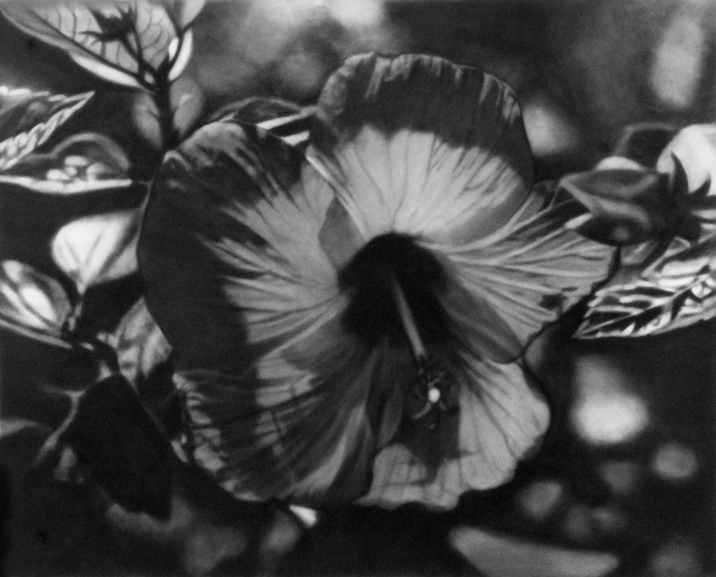 Hibiscus, 2006, black India ink painted onto sanded plexiglass, 42.5” x 53”