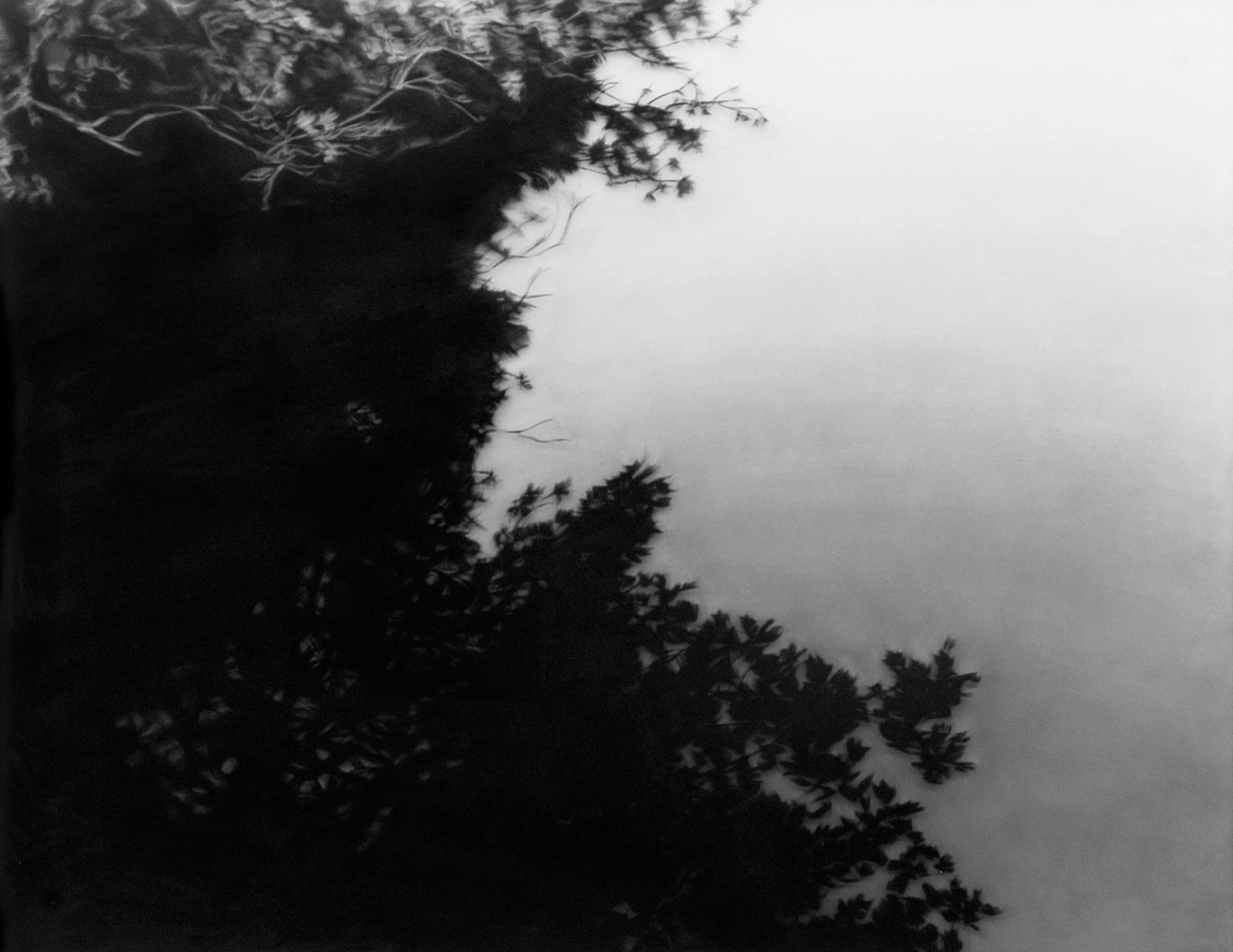Still Pond, 2003, black India ink painted onto sanded plexiglass, 31” x 40”