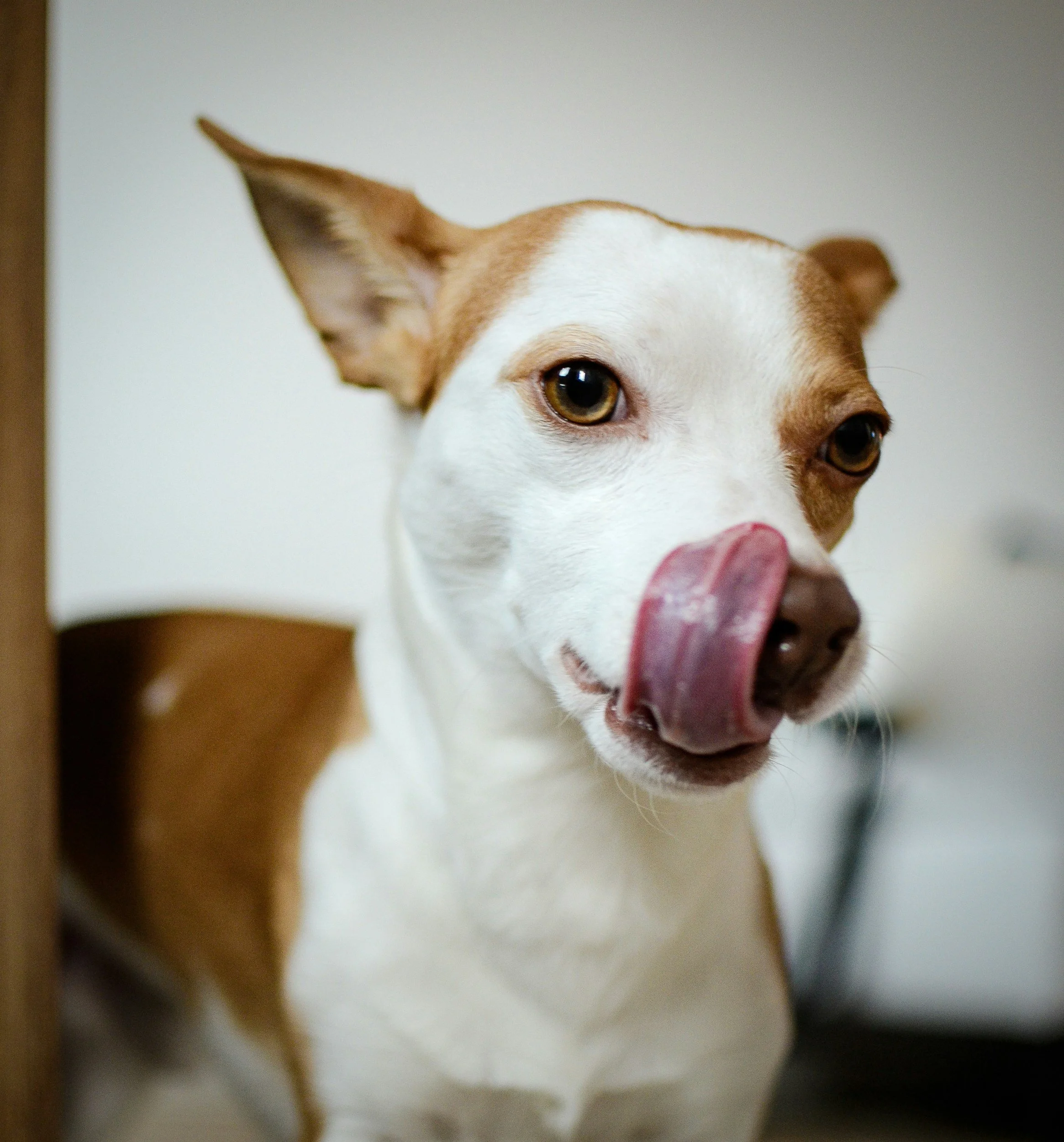 Close-up of a dog with white and brown fur licking its nose, with only part of its face and a single ear visible.
