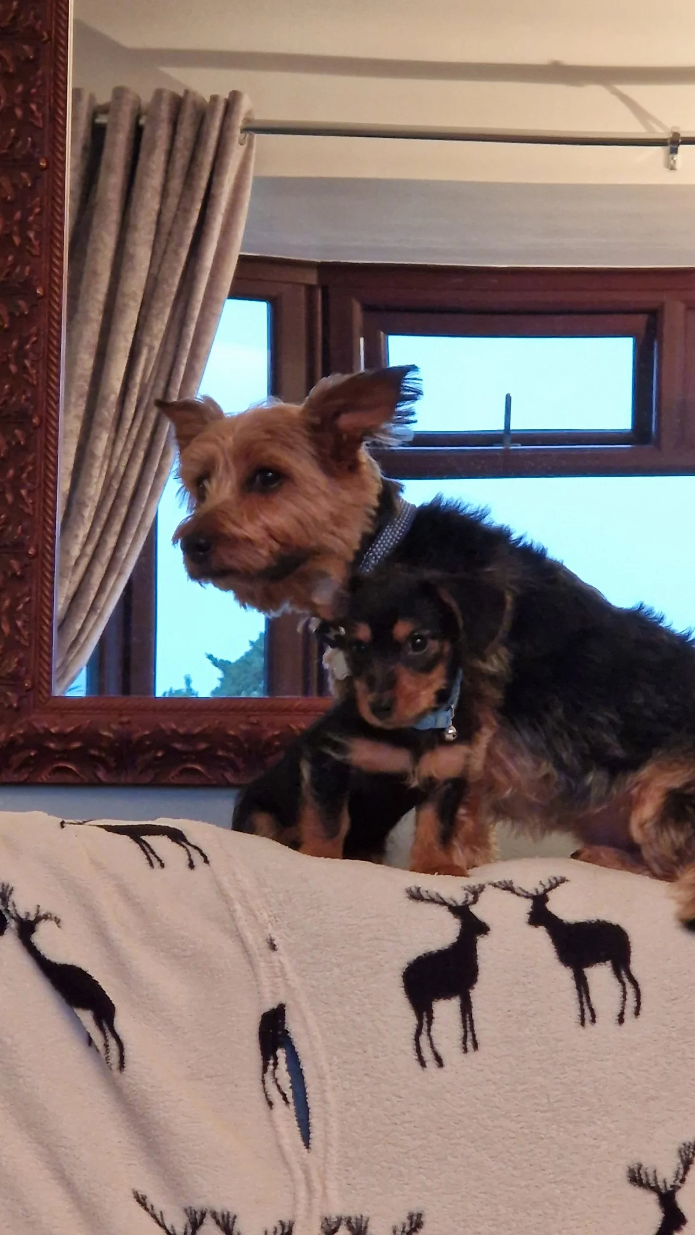 A black and tan puppy and adult dog sitting on top of a chair with a mirror in the background