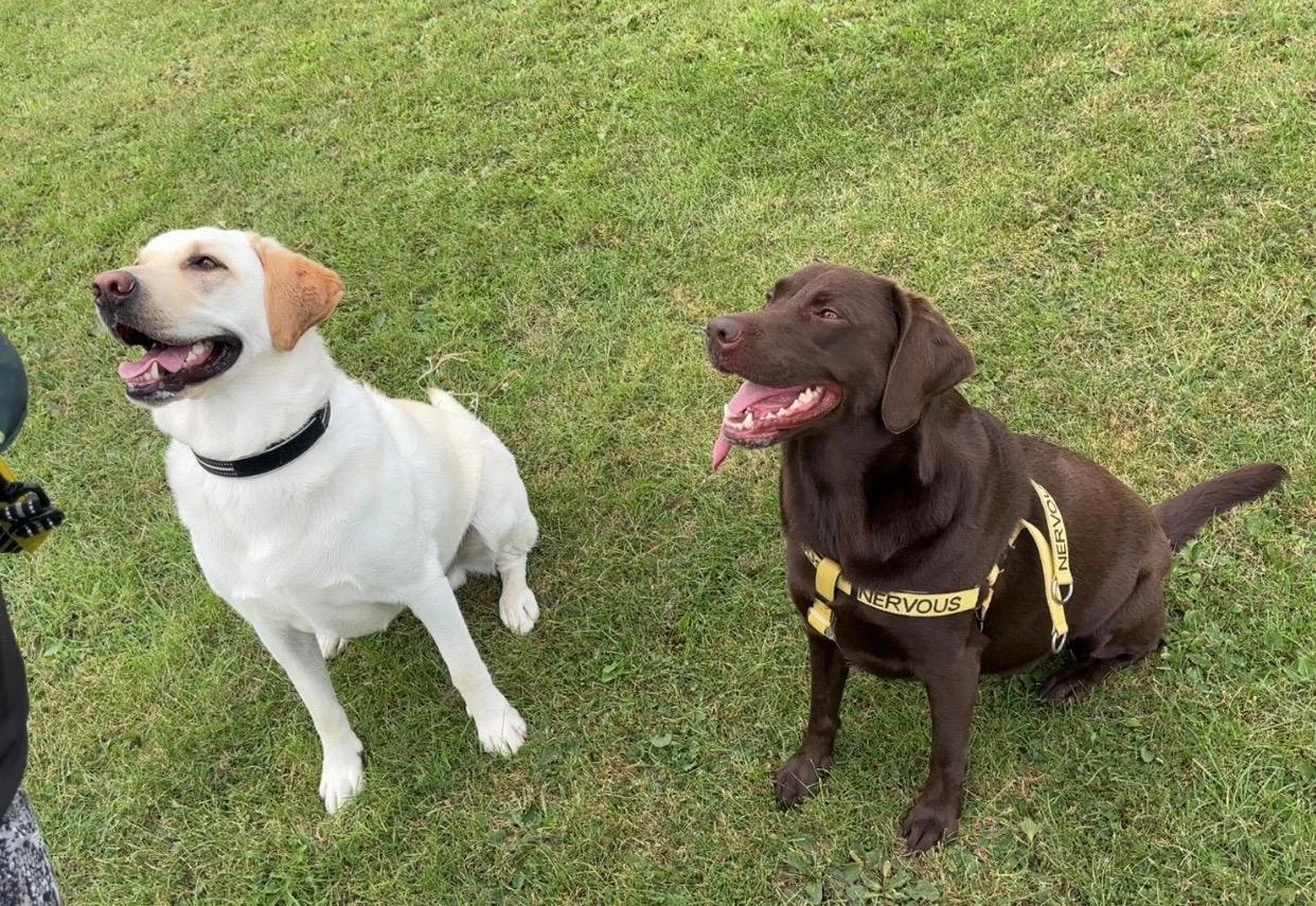 Dog Sitting