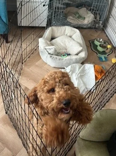 Drop-in - meet 'n' greet