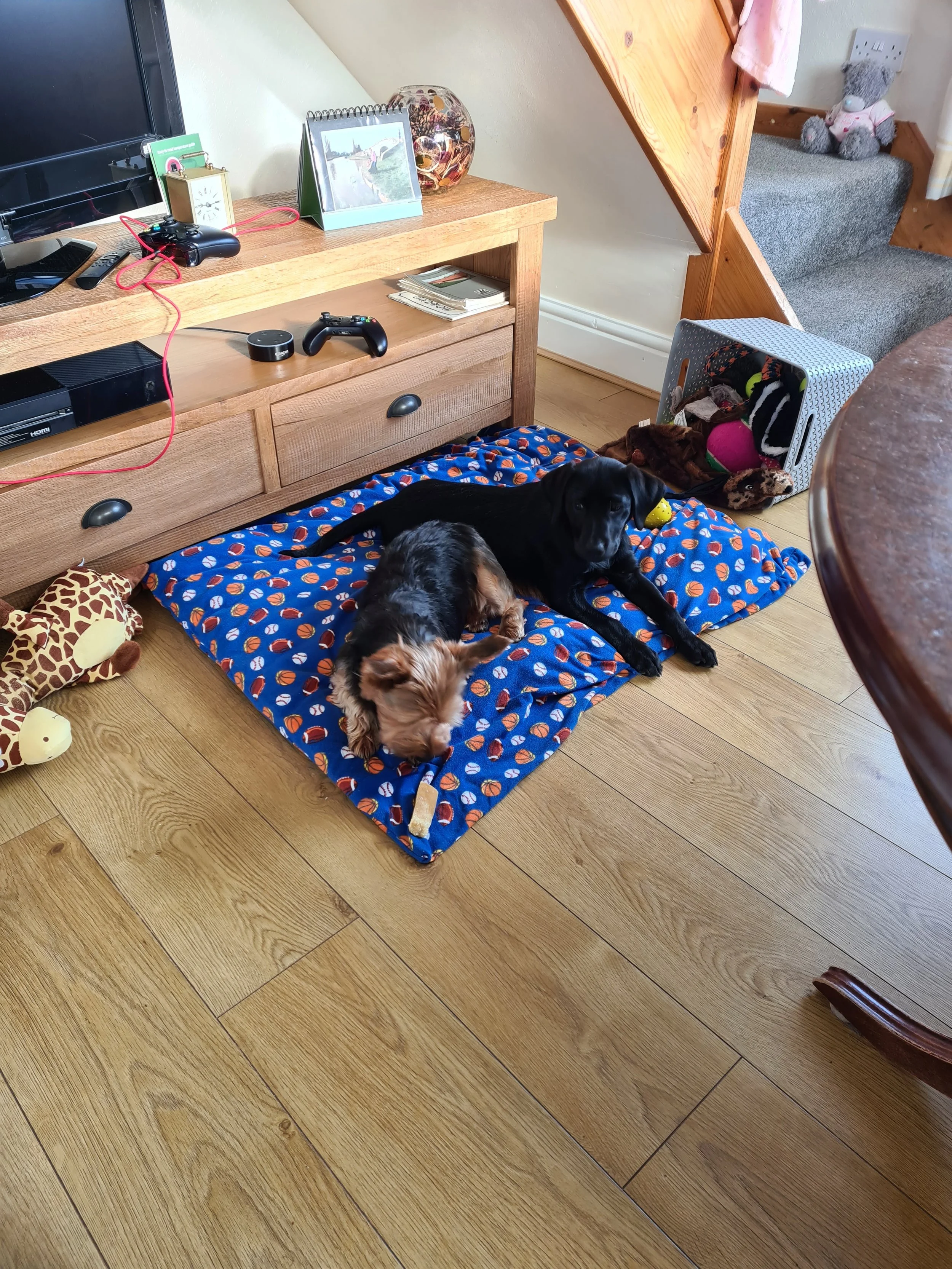 A cozy living room corner with a dog lying on a blue blanket with basketball patterns, surrounded by toys, and a small dog bed nearby. A wooden staircase with a carpeted step and a plush teddy bear sits at the top, with a basket of pet toys next to it.