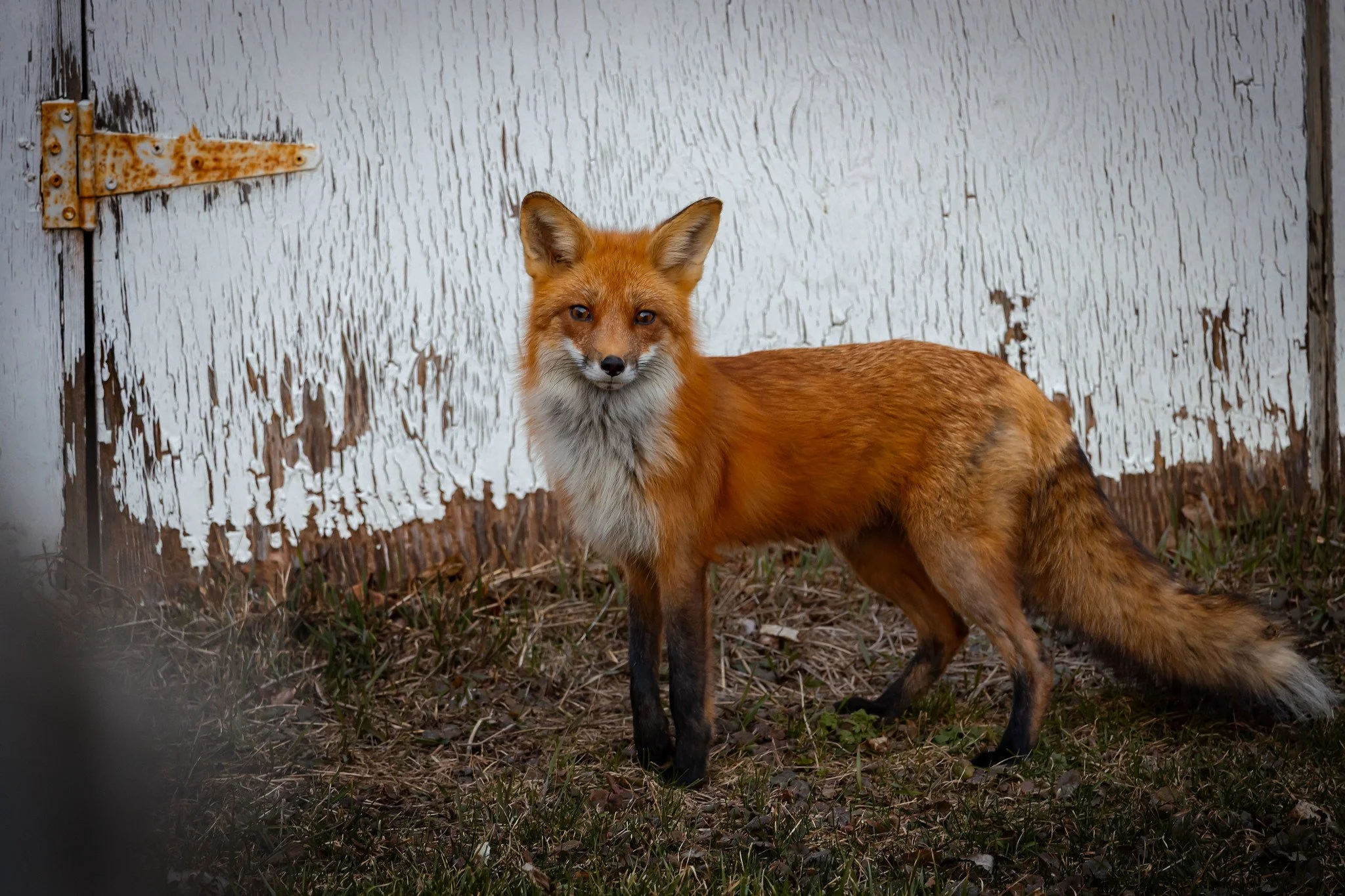 A red fox standing on grass in front of a weathered white wooden wall.