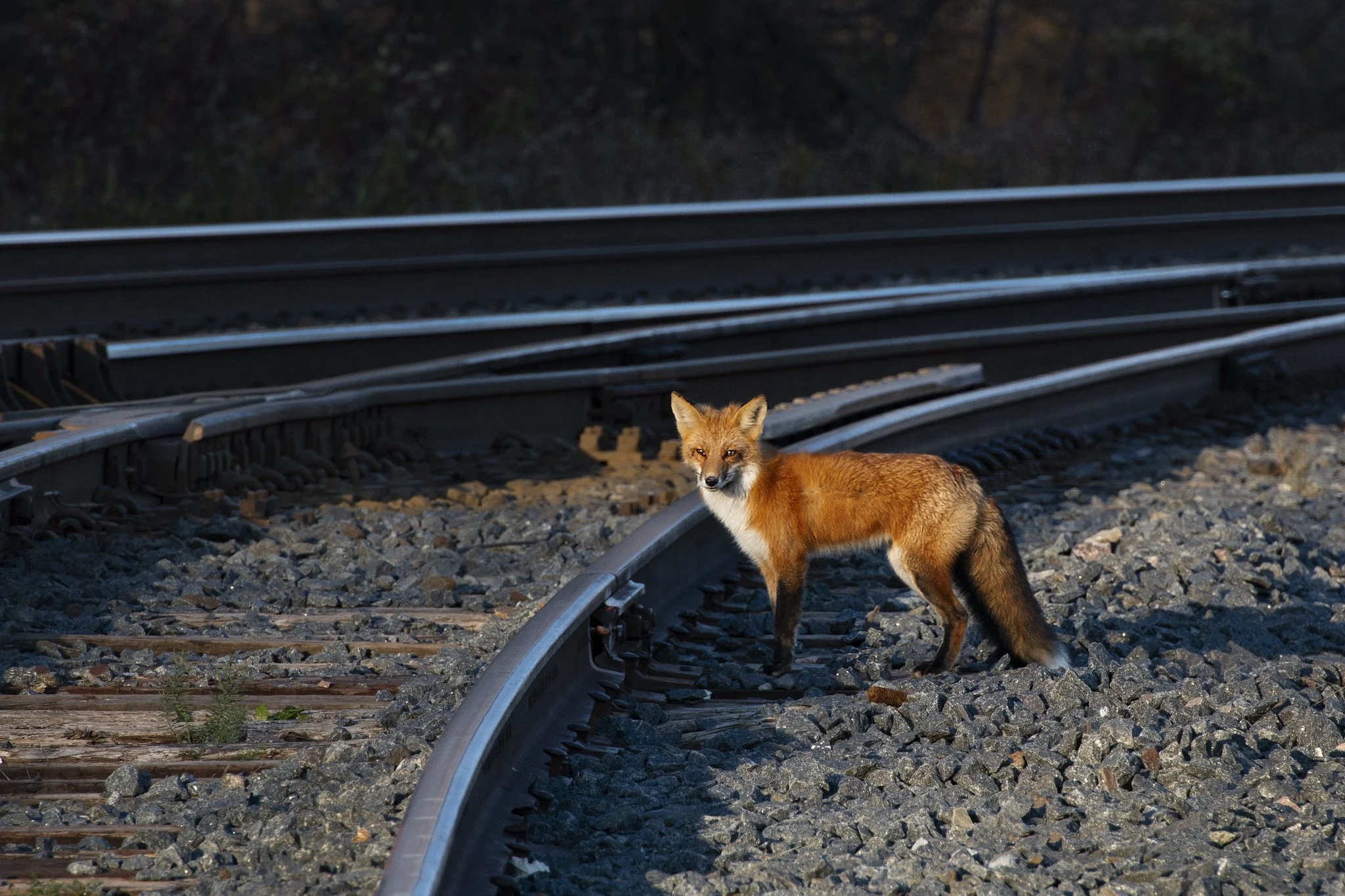 A fox standing on gravel next to a railroad track in a wooded area.