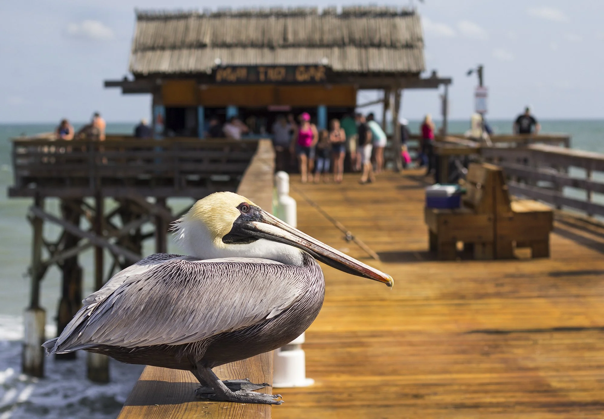 A pelican perched on a wooden railing of a pier at the beach, with a crowded tiki bar and the ocean in the background.