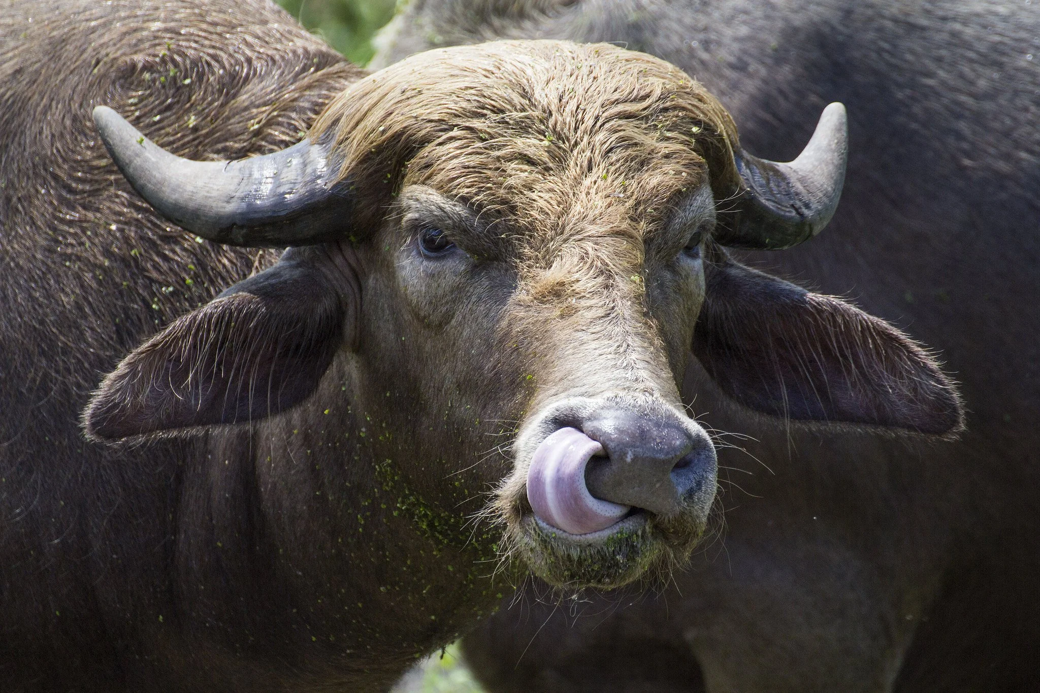 Close-up photo of a buffalo with its tongue sticking out and licking its nose, showing its large curved horns and wet, muddy fur.