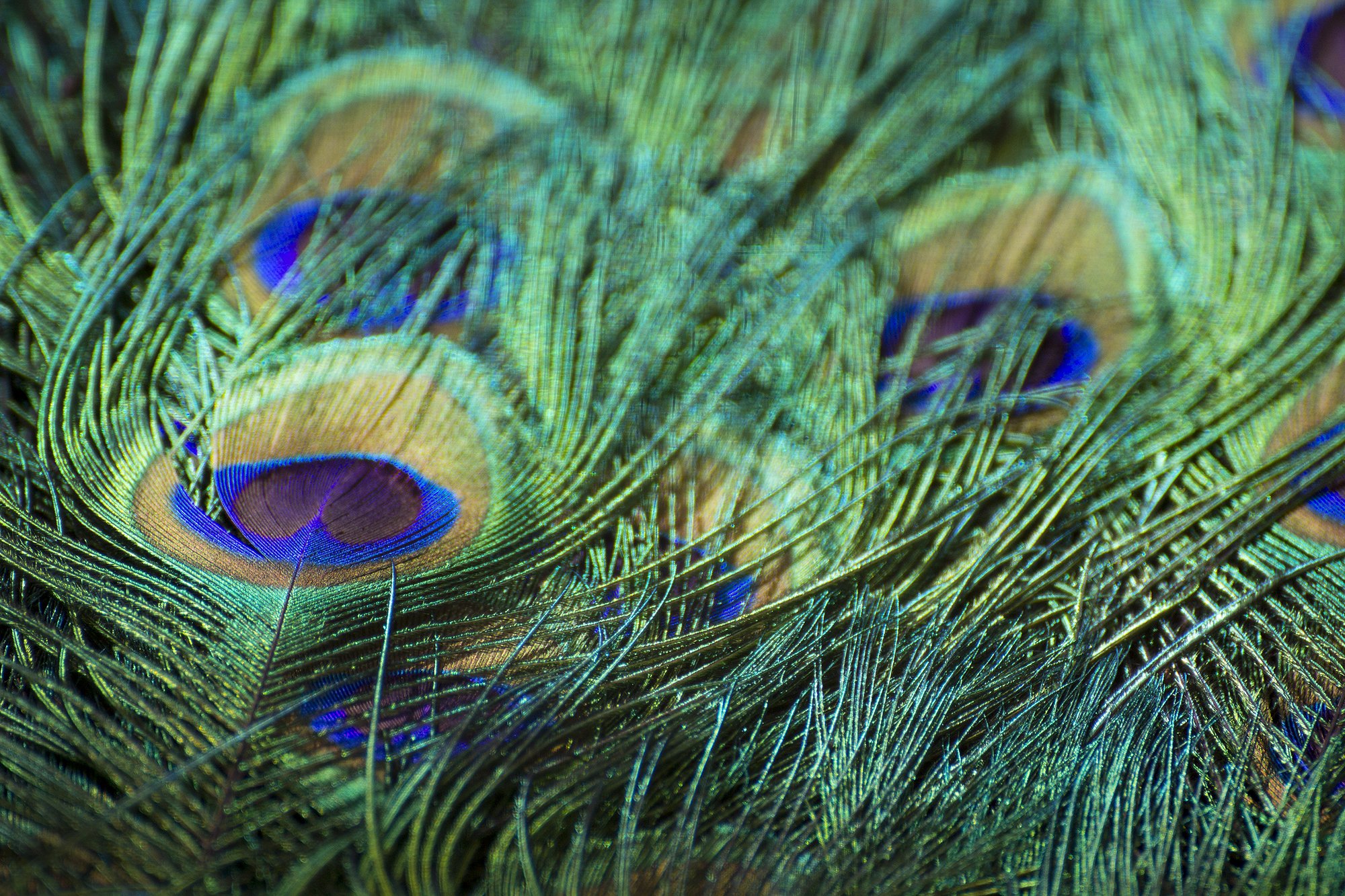 Close-up of peacock feathers showing iridescent green, blue, and gold eye spots.