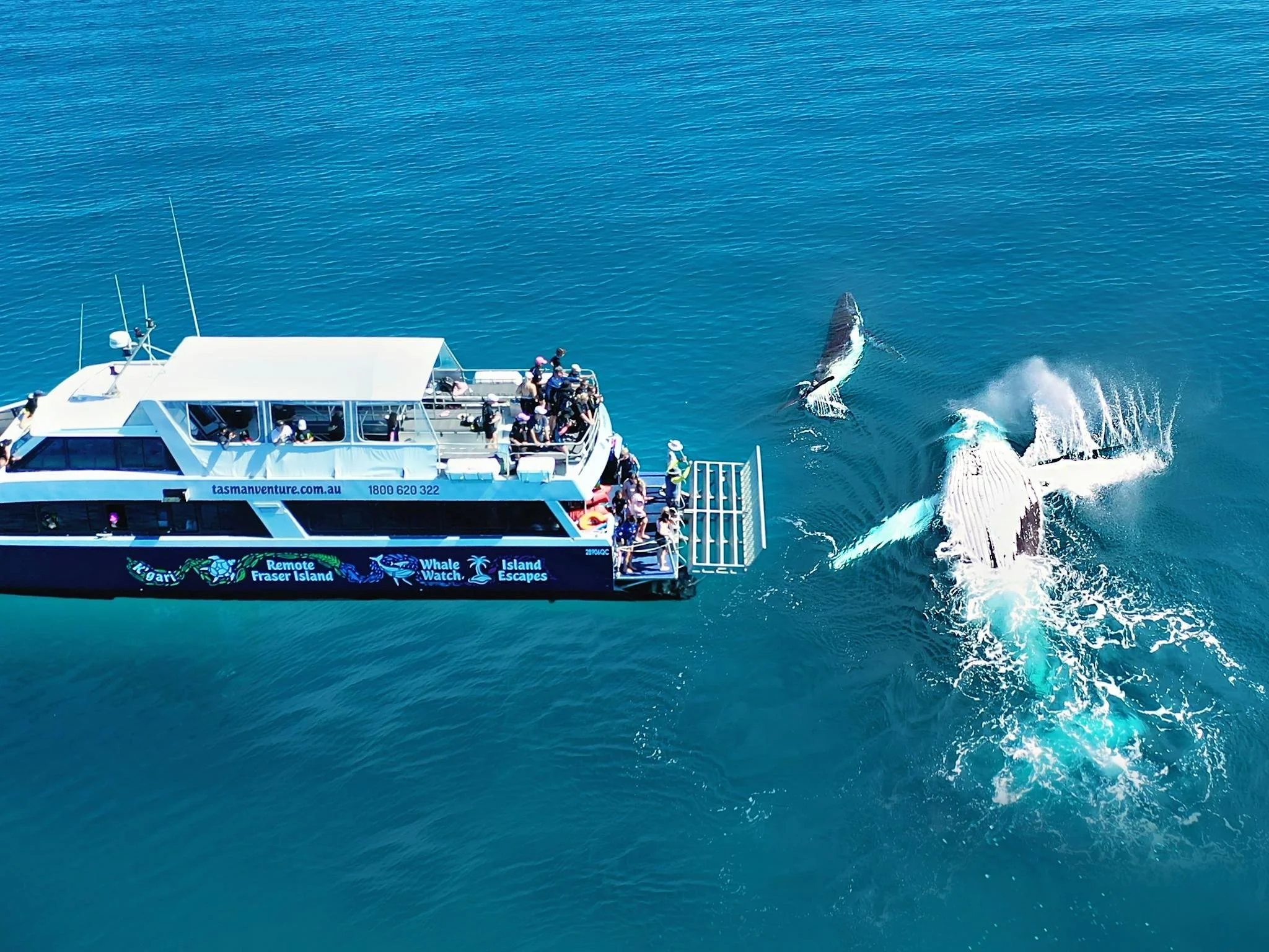 The Ultimate Hervey Bay Whale Watching Guide