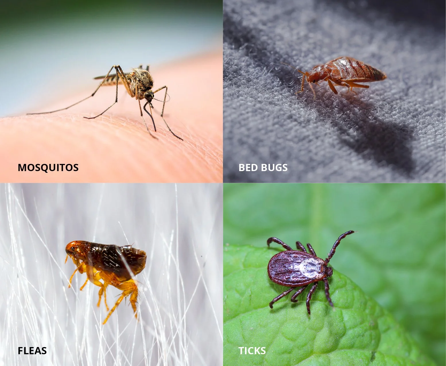 A collage of four close-up photographs of pests. The top left photo shows a mosquito on skin, labeled 'Mosquitoes'. The top right photo depicts a bed bug on fabric, labeled 'Bed Bugs'. The bottom left photo features a flea on hair, labeled 'Fleas'. The bottom right photo displays a tick on green leaf, labeled 'Ticks'.