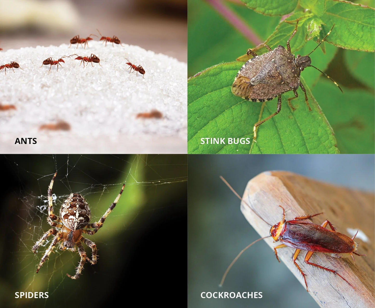 A collage of four close-up photographs of insects, labeled as ants, stink bugs, spiders, and cockroaches.