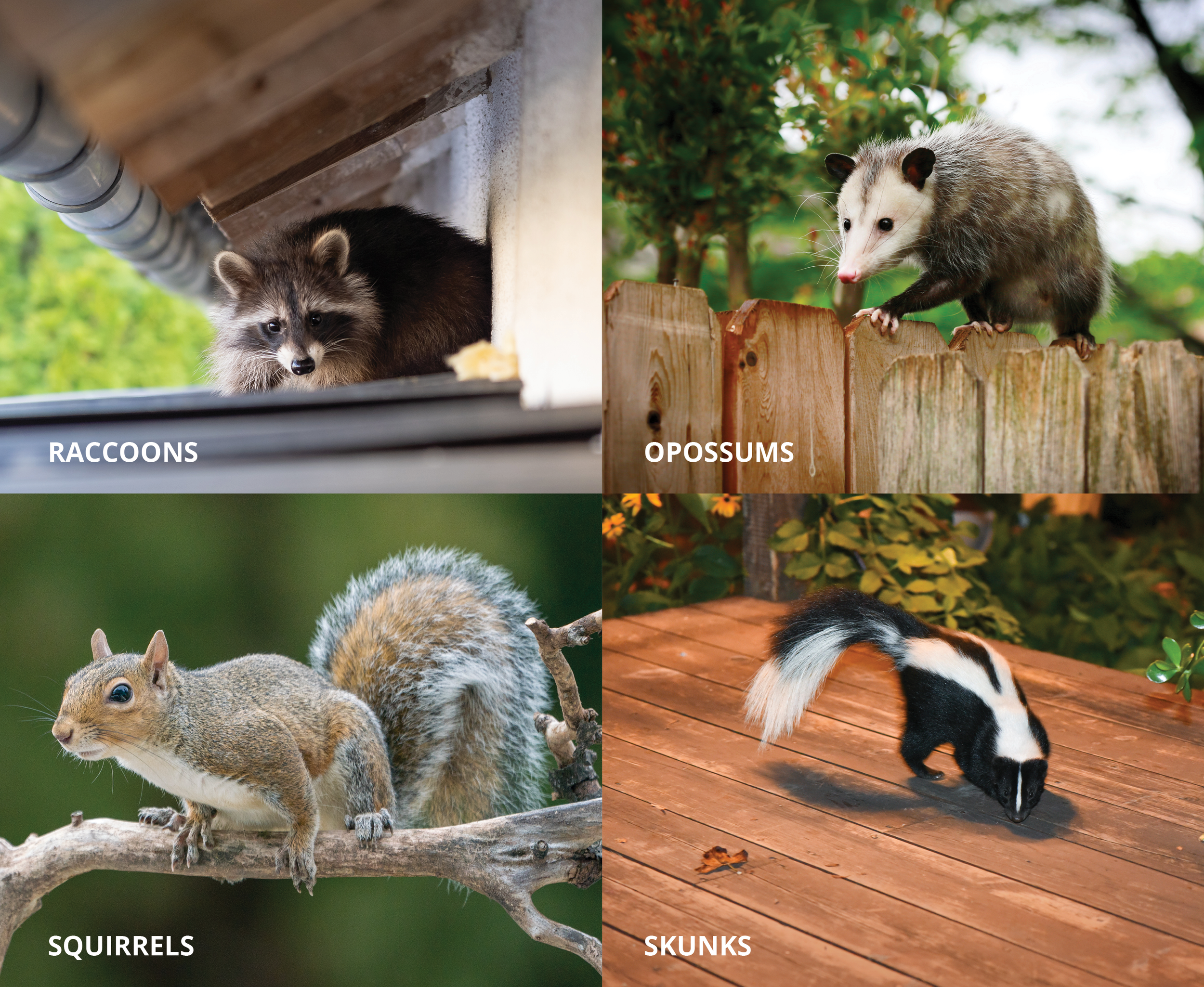 A collage of four animals with labels. The top left shows a raccoon with gray and black fur peering from under a wooden structure, labeled "Raccoons." The top right shows a skunk with black and white fur walking on a wooden deck, labeled "Skunks." The bottom left shows a squirrel with grayish-brown fur and bushy tail on a tree branch, labeled "Squirrels." The bottom right shows a skunk with black and white fur walking on a wooden deck, labeled "Skunks."