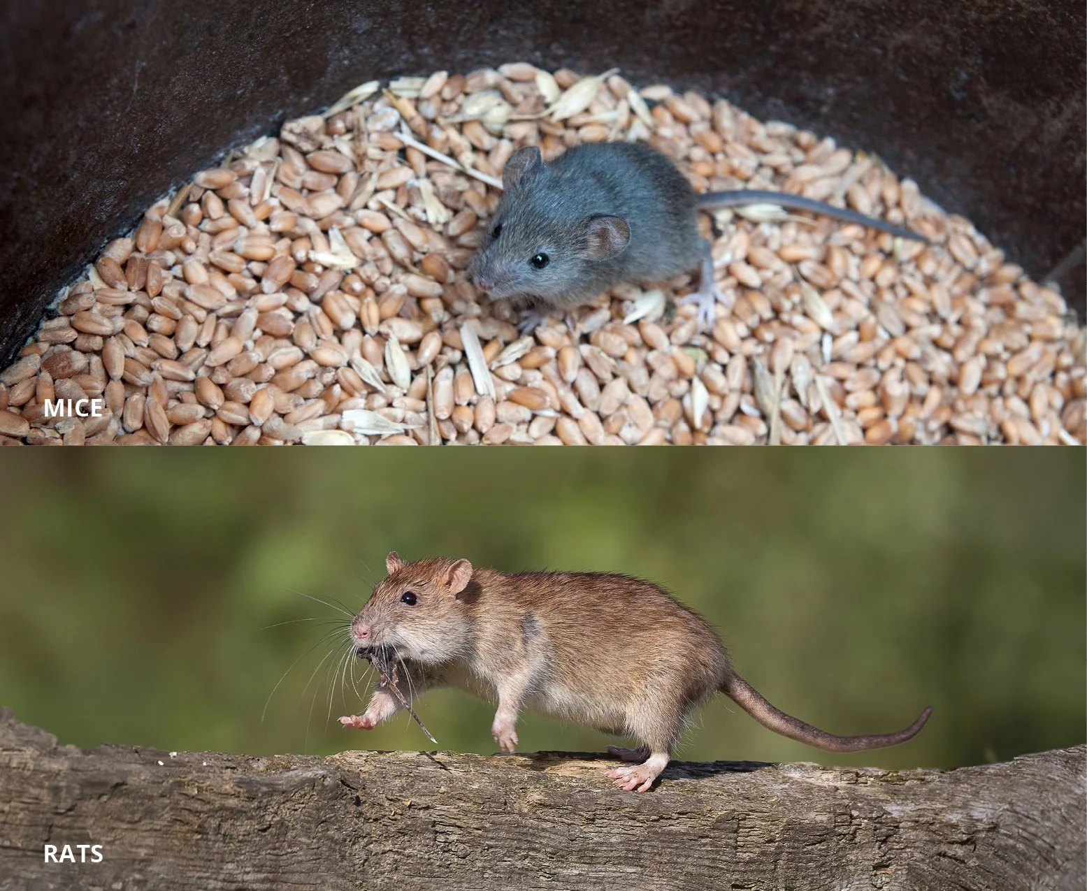 Top image shows a mouse in a container filled with grains. Bottom image shows a mouse on a tree branch holding an insect in its paws.