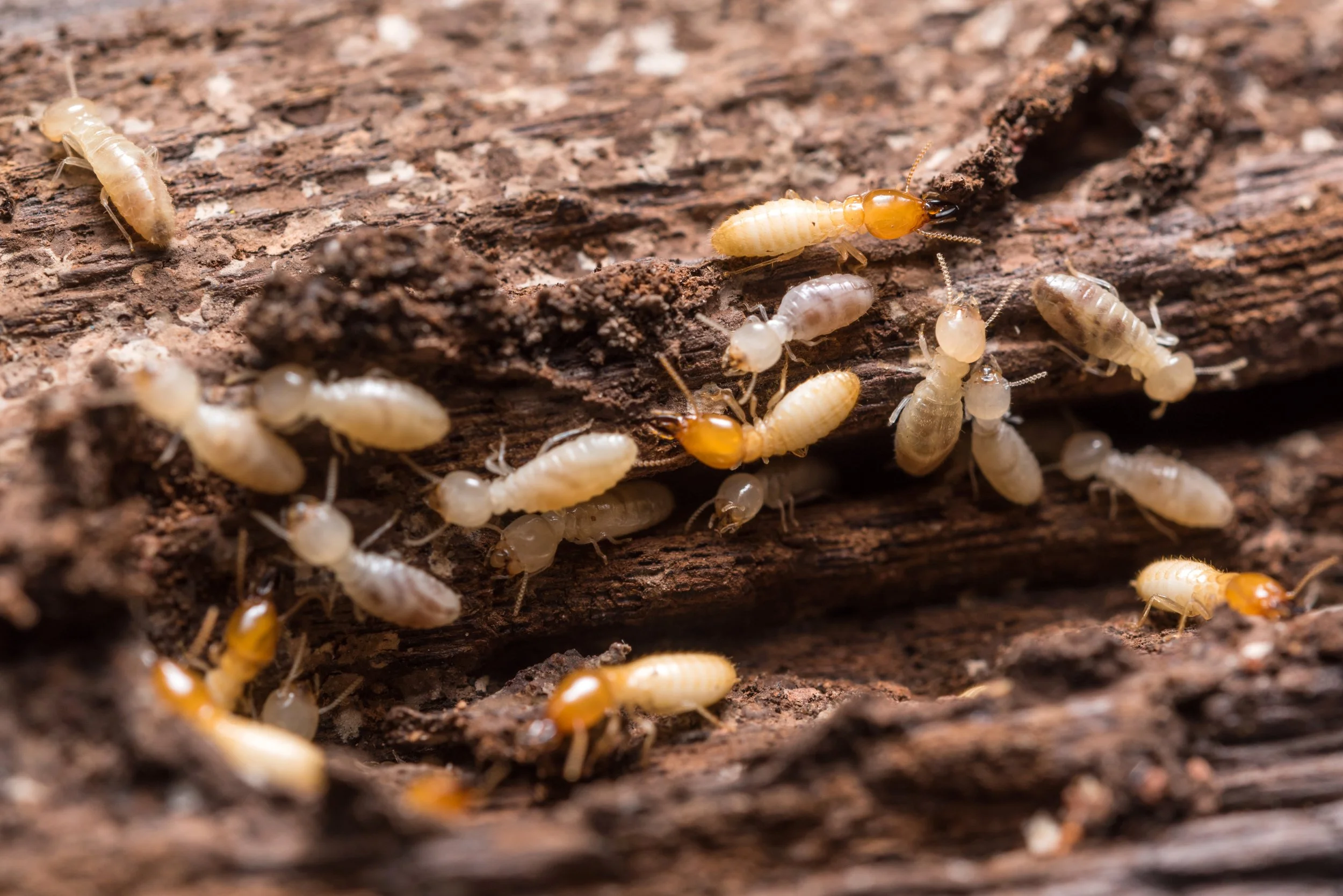 Close-up of termites on a piece of wood, some of which are orange and others are white, with a textured wood background.
