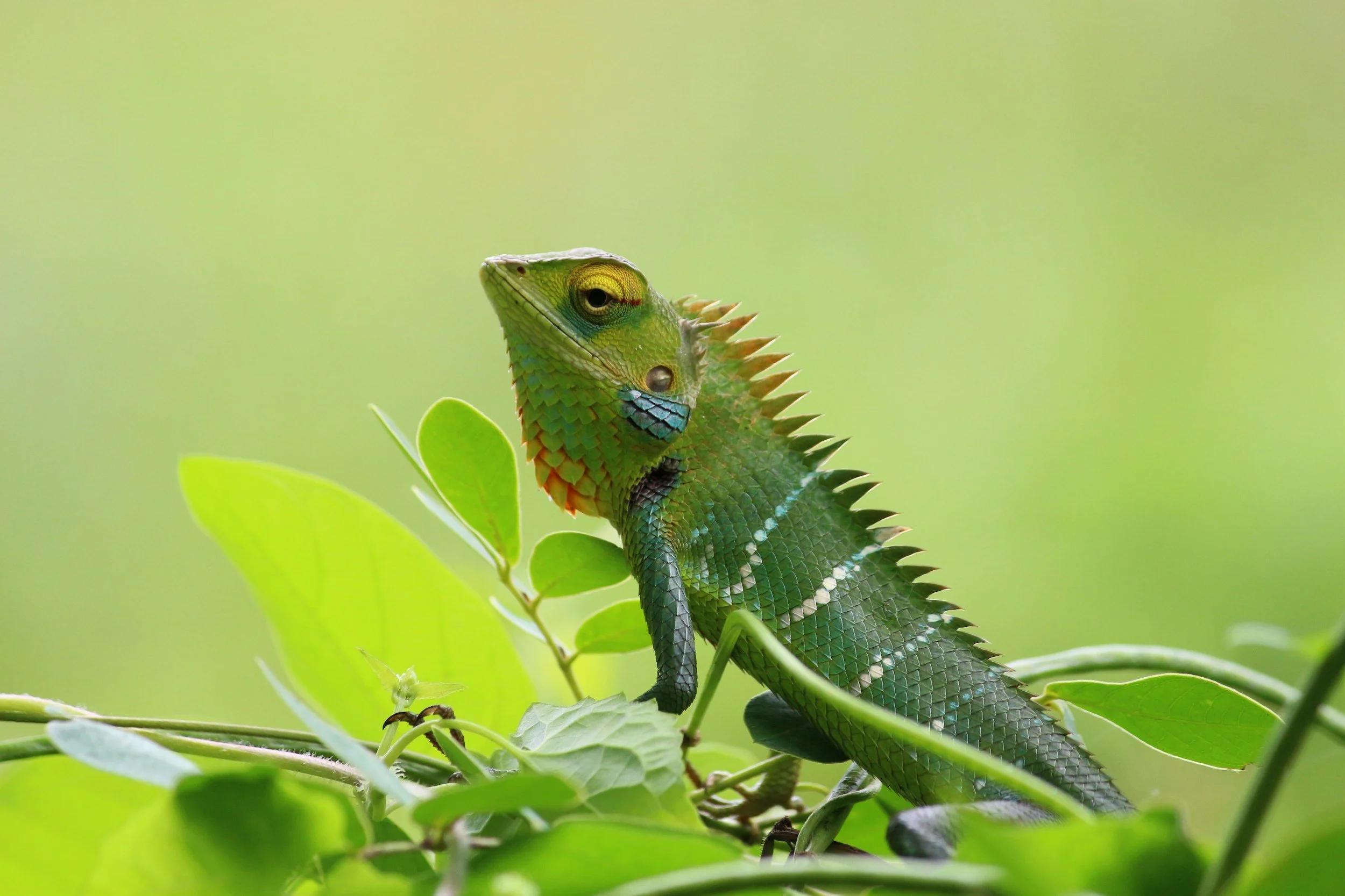 What is Emotional Fitness Part 4: Adaptability
