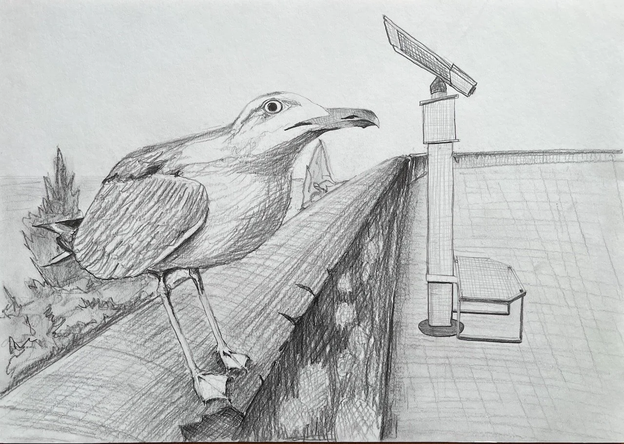 Neugierige Möwe, Bleistift auf Papier, 30x42 cm