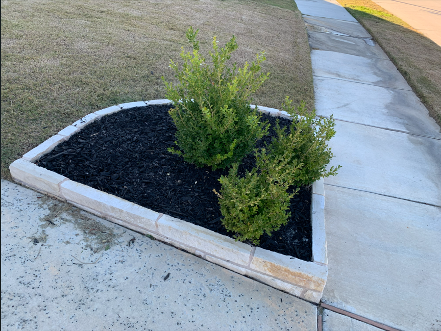 A landscaped area with two green bushes planted in black mulch, surrounded by a white brick border, located next to a concrete sidewalk.