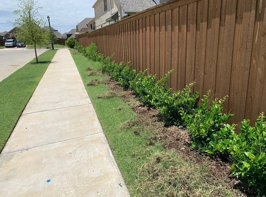 Sidewalk with young bushes planted along a wooden fence, in a suburban neighborhood with houses in the background.