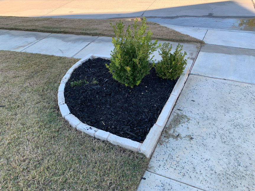 A small green bush planted in a flower bed with black mulch, bordered by white bricks, next to a sidewalk and grass lawn.