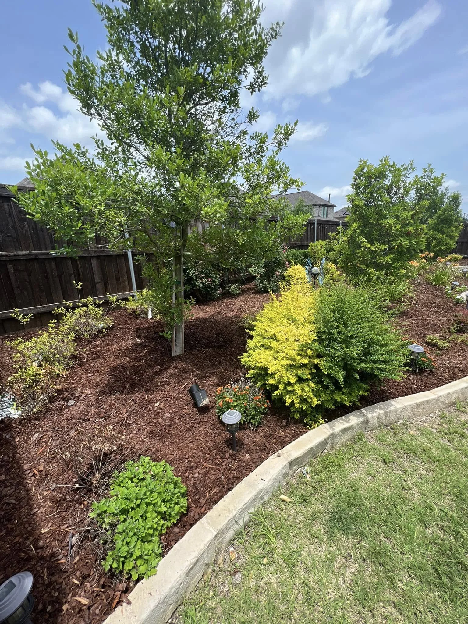 A landscaped backyard garden with small trees, shrubs, and garden lights, bordered by a low concrete wall and a wooden fence, under a blue sky with some clouds.