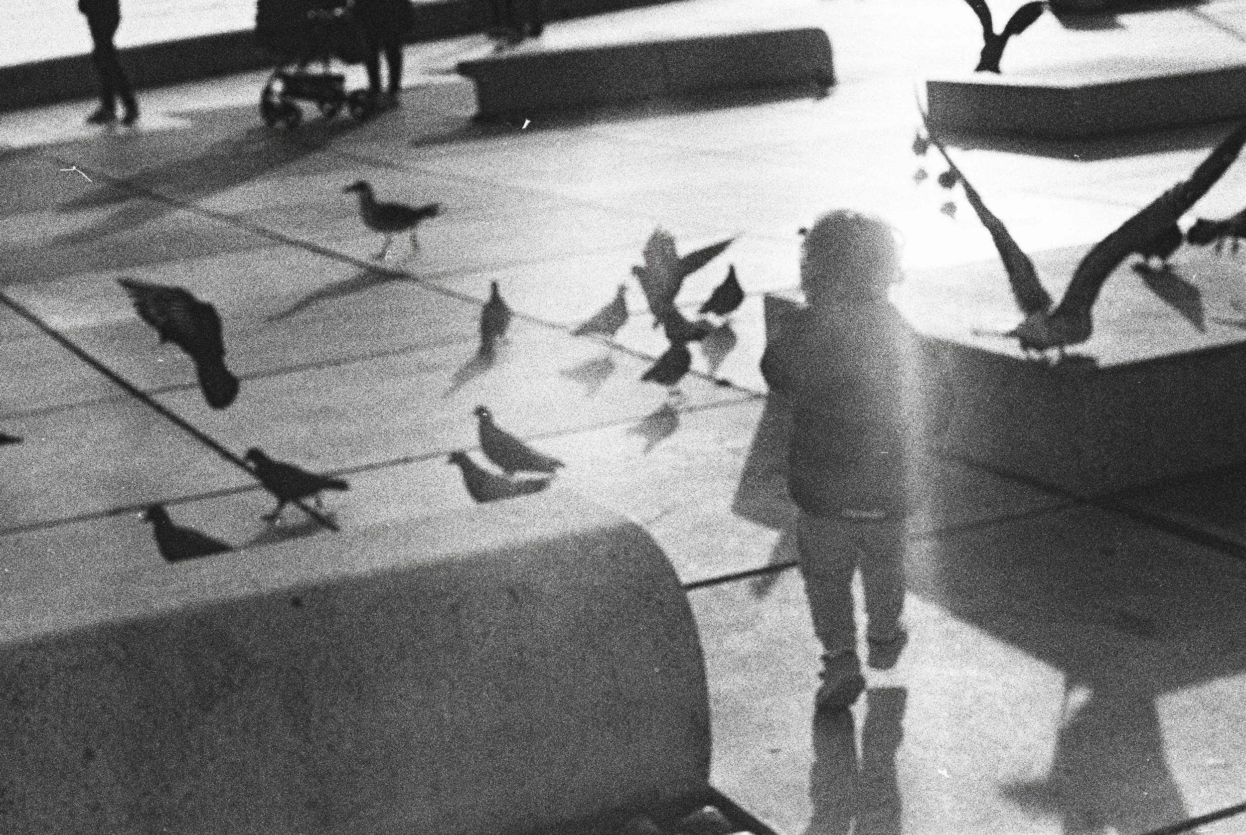 Shadow of child running with pigeons and gulls flying.