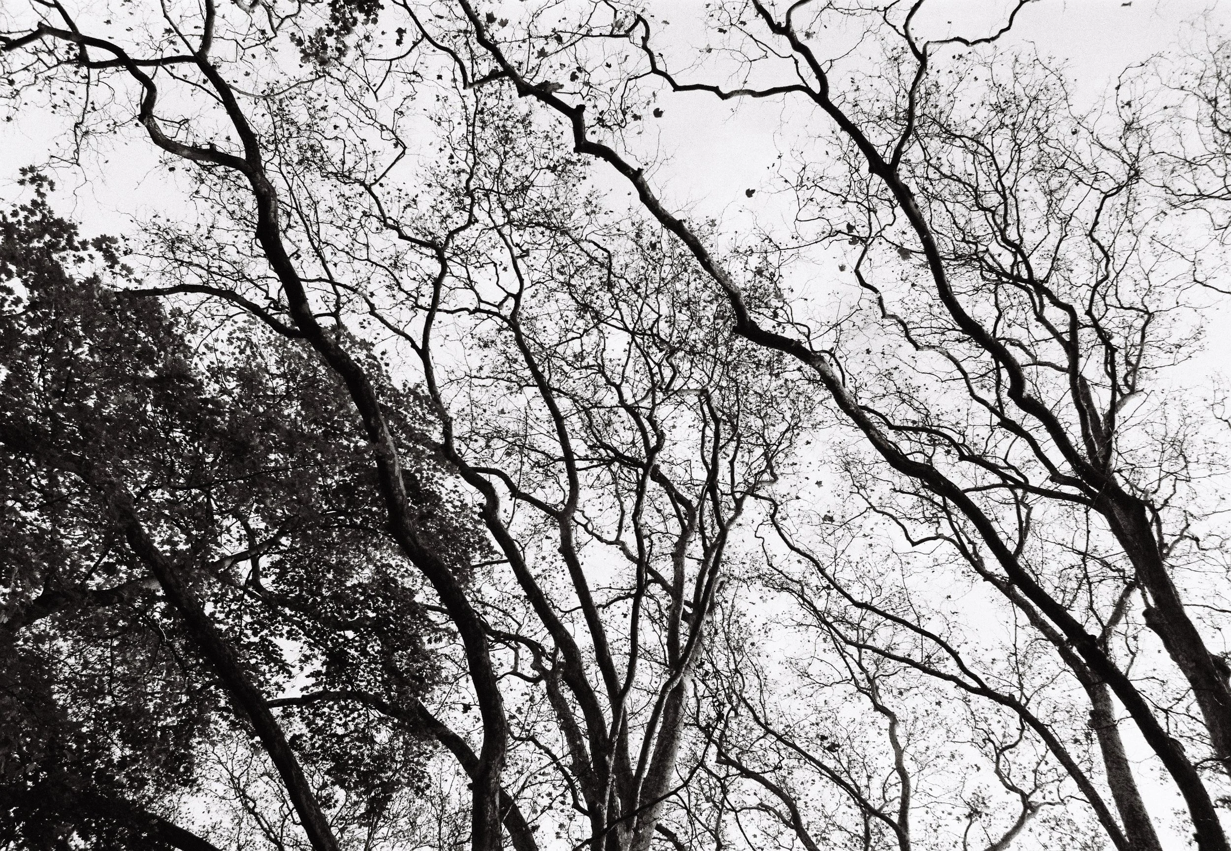 Bare tree branches against an overcast sky.