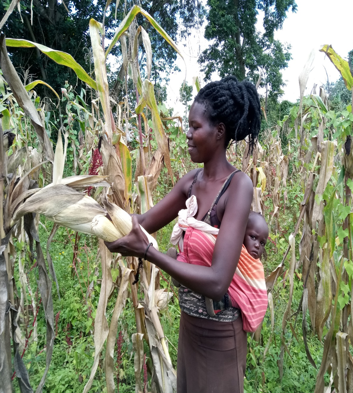 Woman harvesting corn in a field with a child in a cloth on her back.