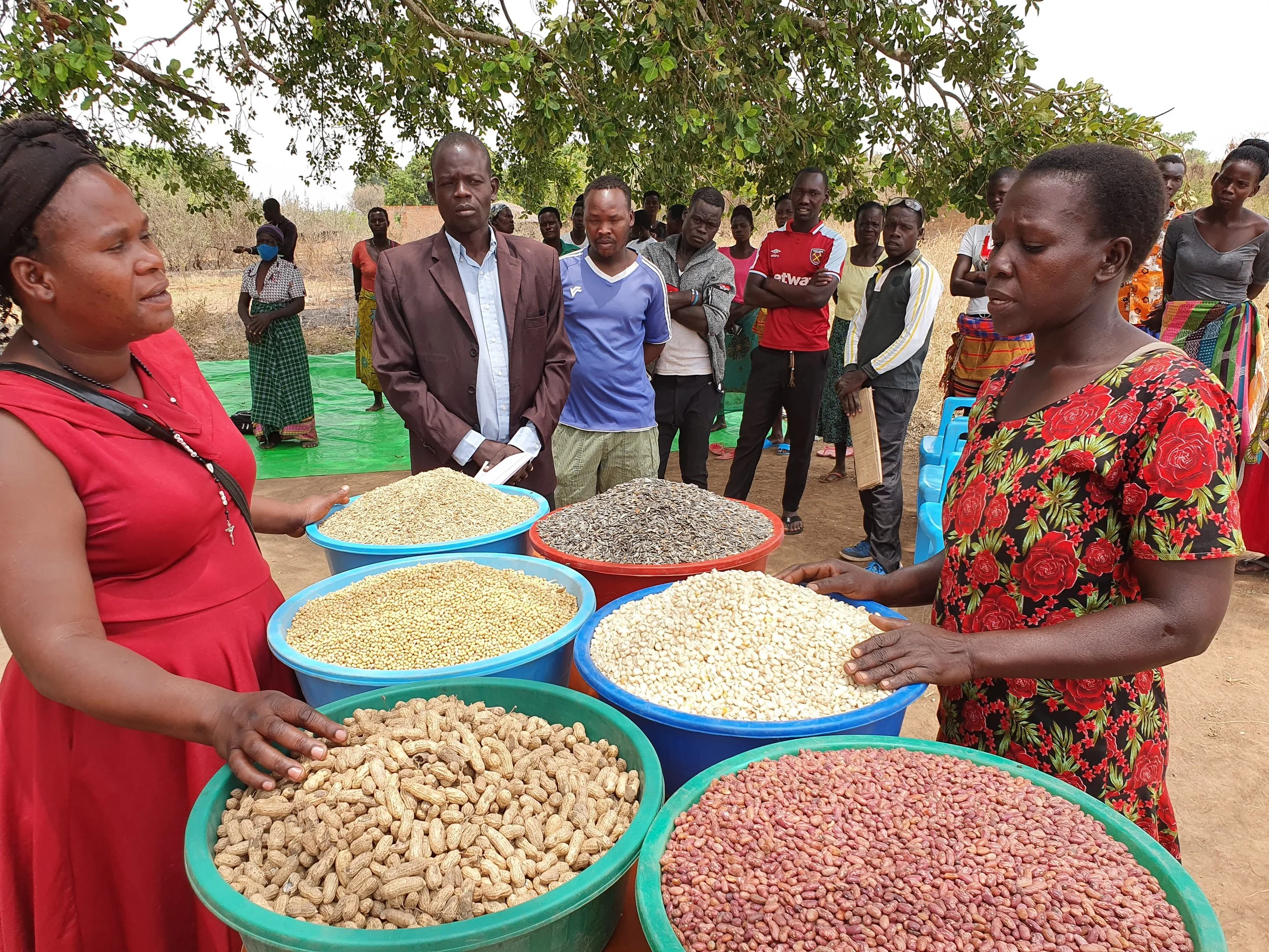Women selling various types of beans and seeds at an outdoor market under a tree.
