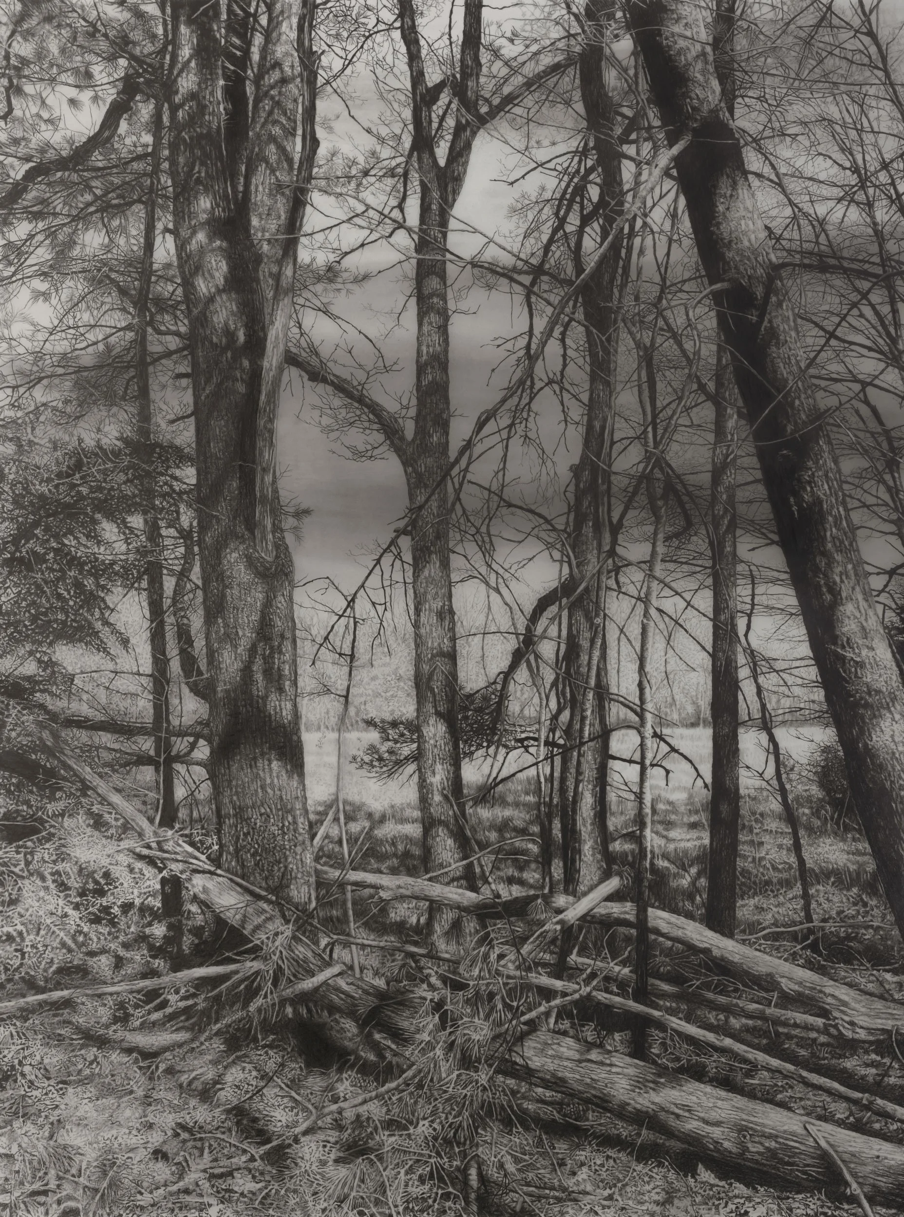  Early Spring  
33 x 24.5 inches (drawing) 
41 x 32.75 inches (framed) 
Graphite on drafting film 
2024