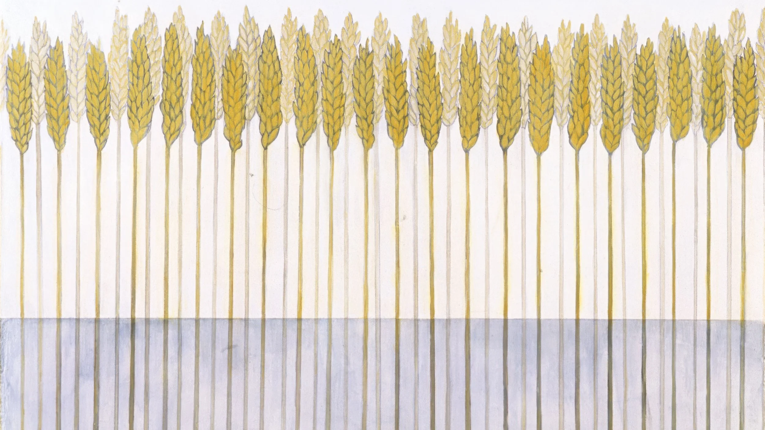 A row of yellow wheat stalks with some white and some darker wheat stalks, lined up against a light background.