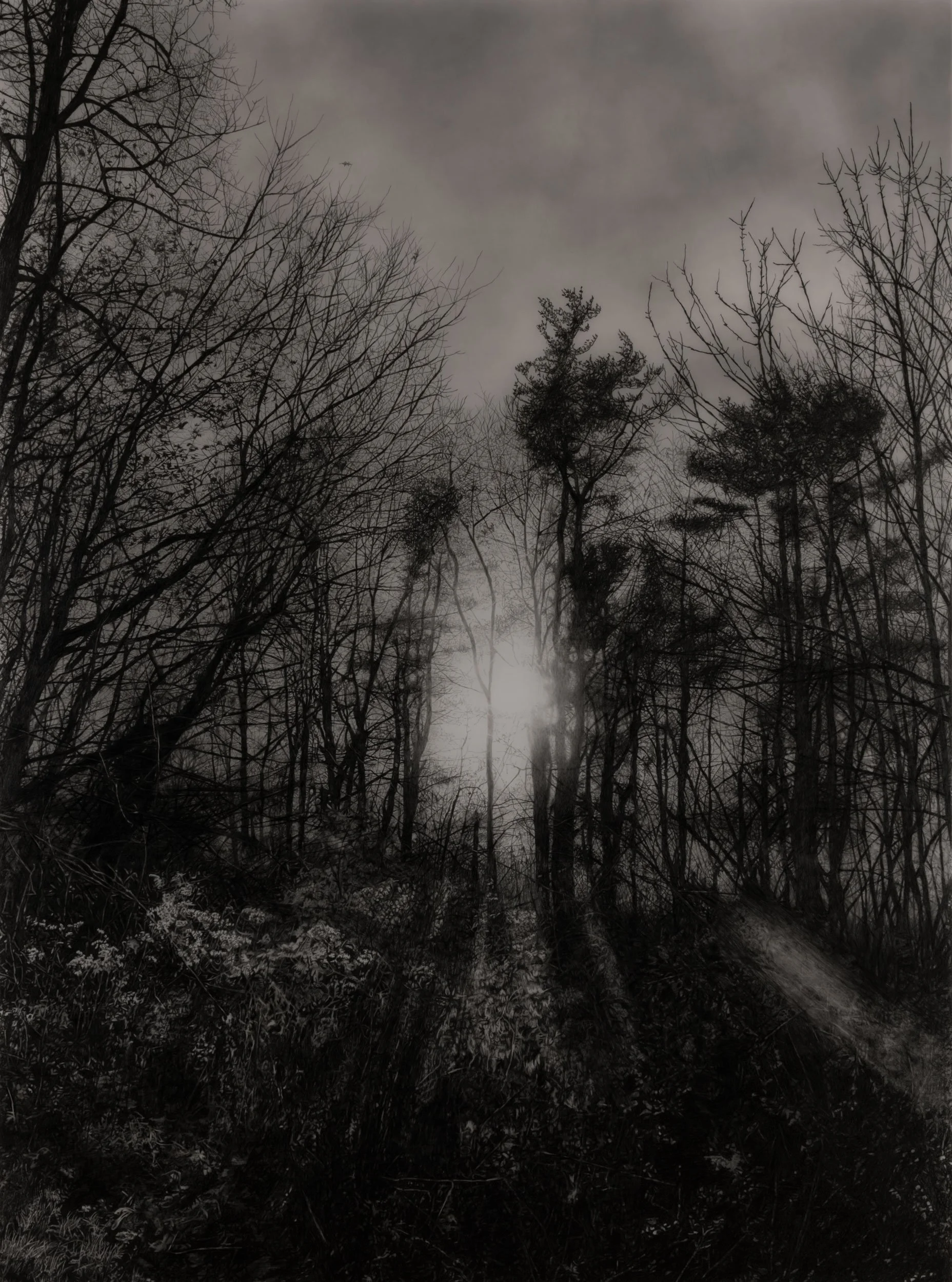  Winter Sunset  
33 x 24.5 inches (drawing) 
41 x 32.75 inches (framed) 
Graphite on drafting film 
2025