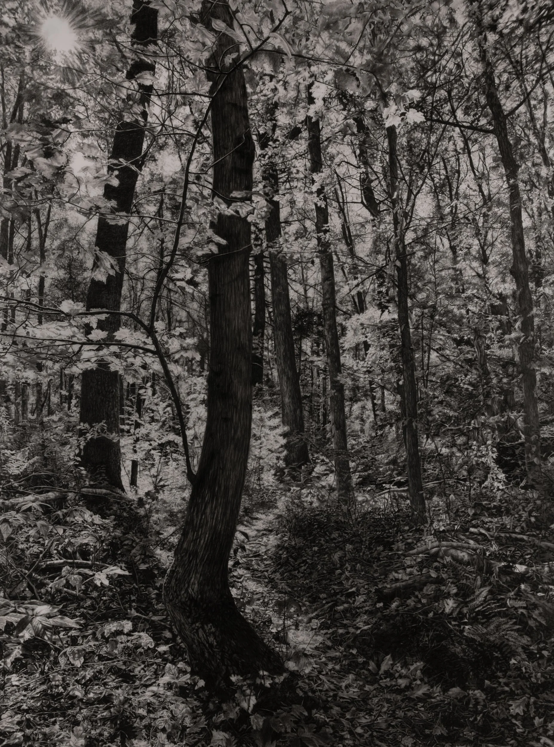  Midsummer  
33 x 24.5 inches (drawing) 
41 x 32.75 inches (framed) 
Graphite on drafting film 
2024 [sold]