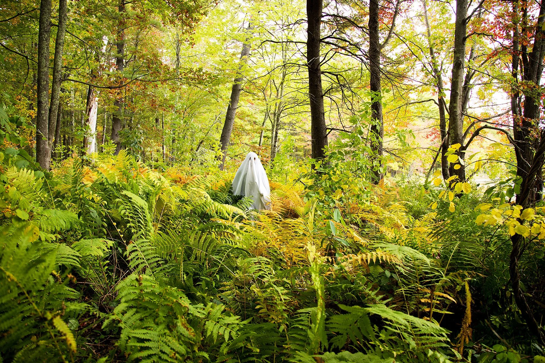 Julie K. Gray 
 Self-Portrait as Ghost in Ferns, Canterbury
Shaker Village  
17.25 x 25.25 inches (framed) 
C-print 
2020