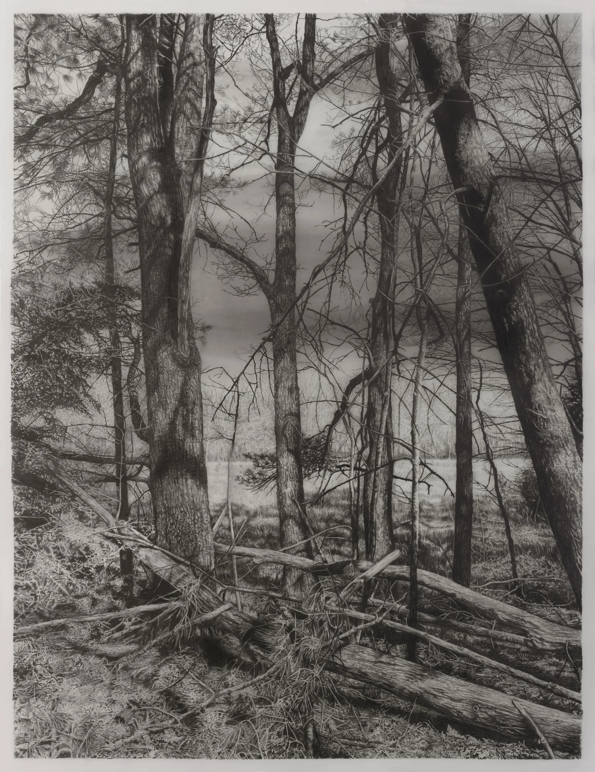  Early Spring  
33 x 24.5 inches (drawing) 
41 x 32.75 inches (framed) 
Graphite on drafting film 
2024