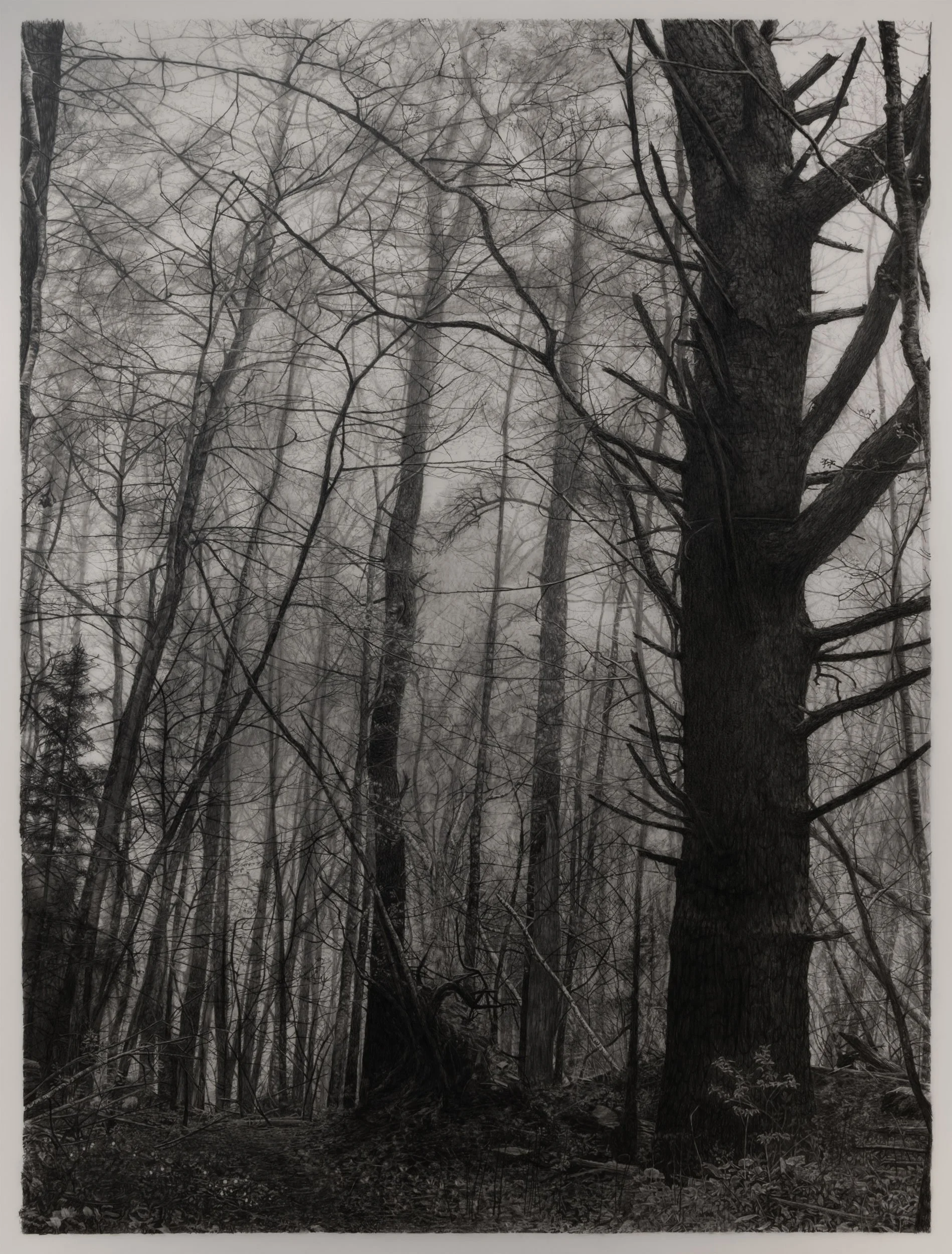  Ghost Pipes  
33 x 24.5 inches (drawing) 
41 x 32.75 inches (framed) 
Graphite on drafting film 
2026