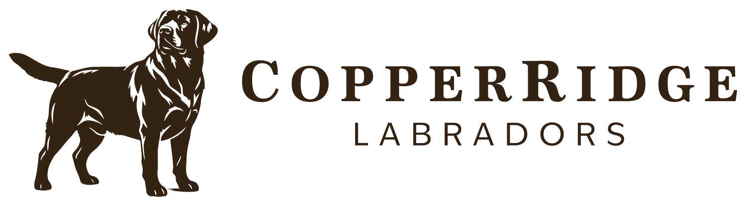 CopperRidge Labradors