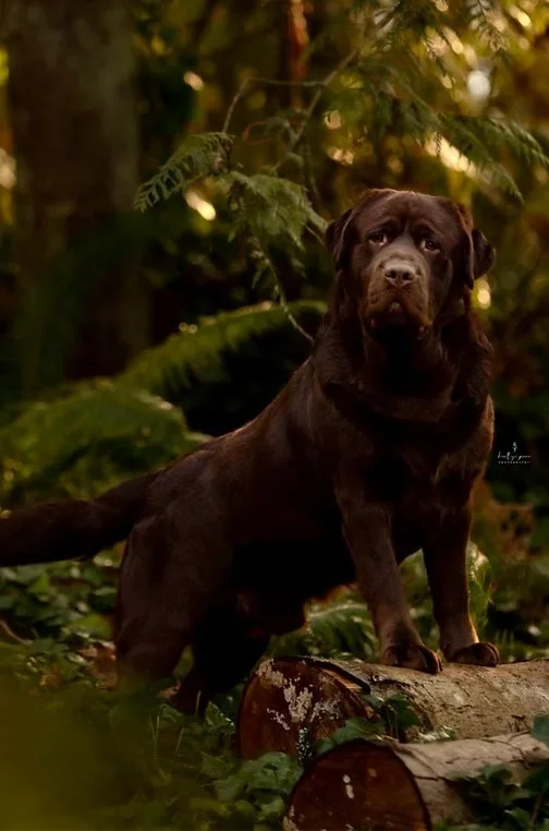 Chocolate Labrador Retriever dog standing on moss-covered logs in a forest