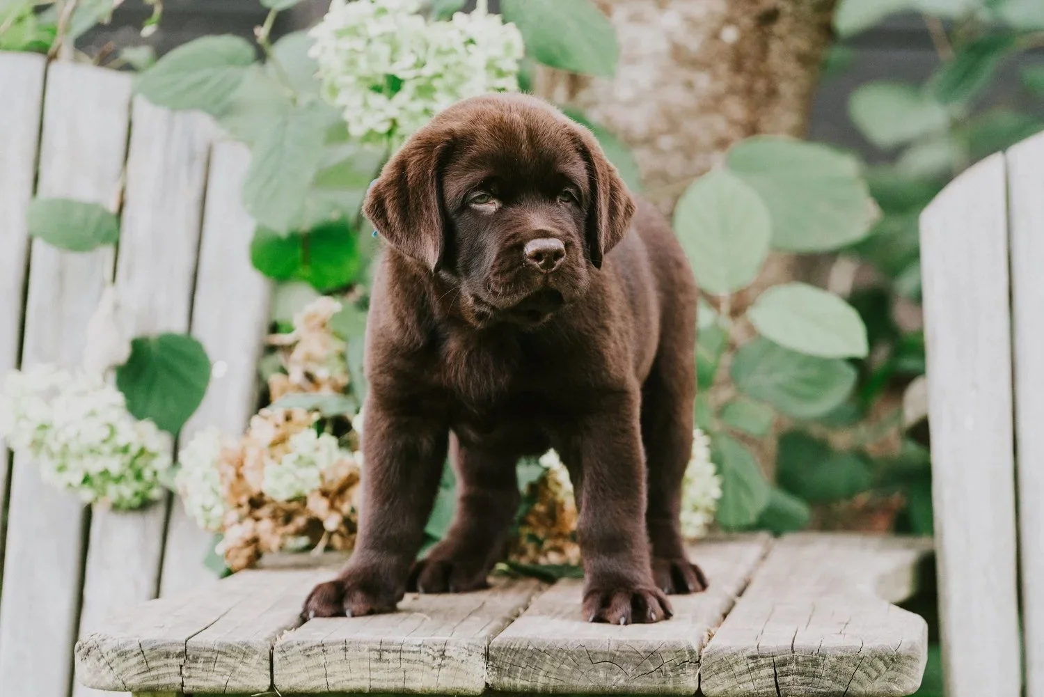 A brown puppy standing on an outdoor wooden bench with greenery and white flowers in the background.