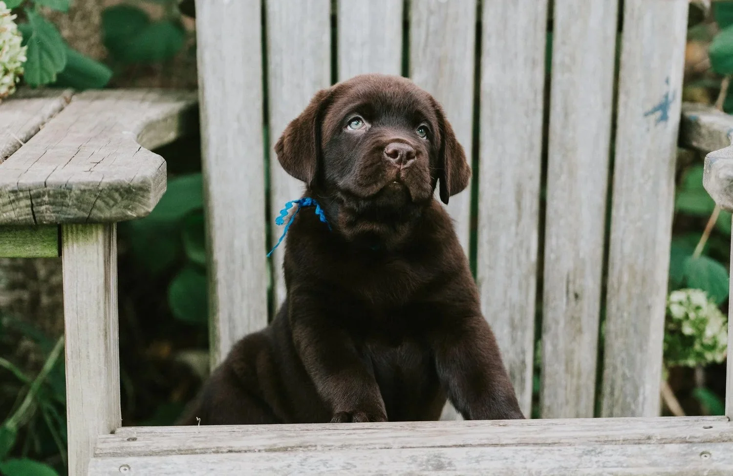 A cute brown puppy sitting on a wooden bench with a blue ribbon around its neck, looking up.