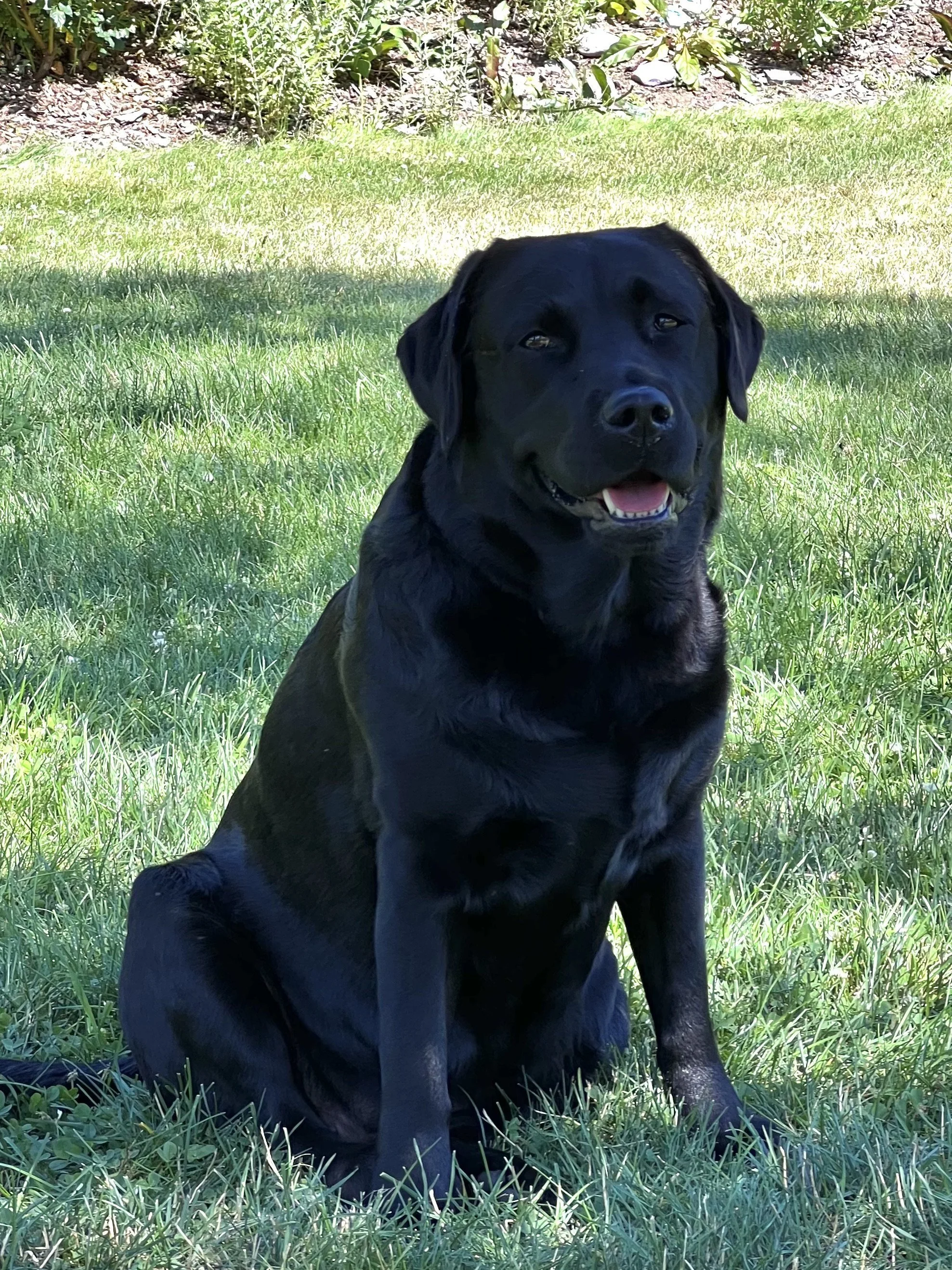 Black Labrador Retriever sitting on a grassy lawn with shrubbery in the background.