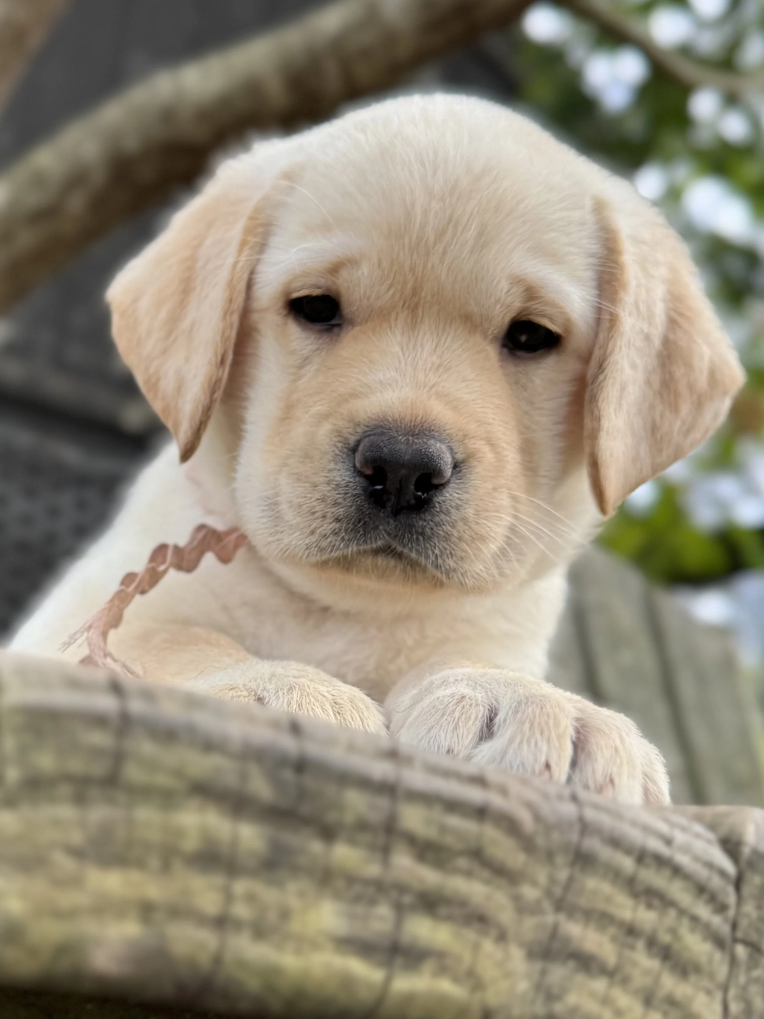 Close-up of a light yellow Labrador Retriever puppy lying on a tree branch outdoors, with blurred leaves in the background.