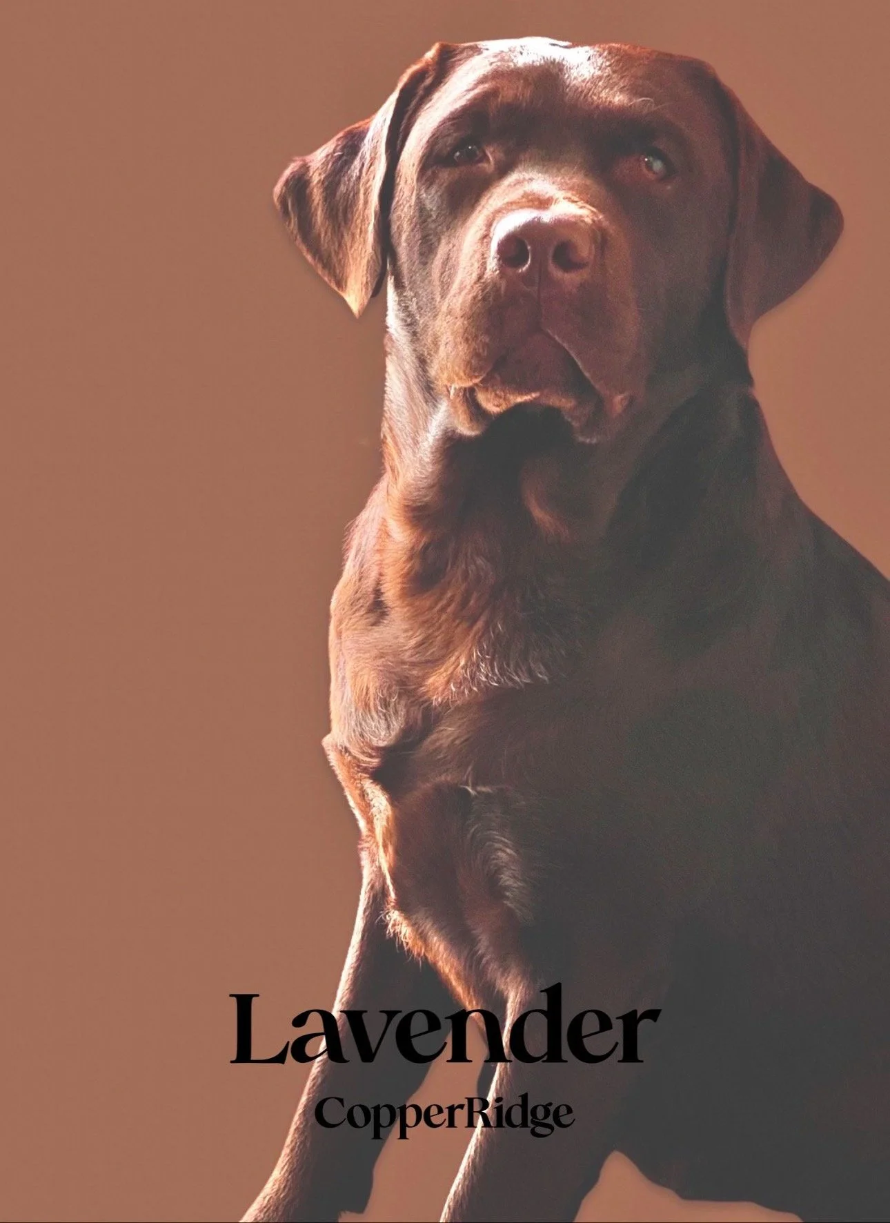 A large brown Labrador Retriever dog with green eyes, sitting against a warm brown background. Text overlays say, 'Lavender' and 'CopperRidge'.