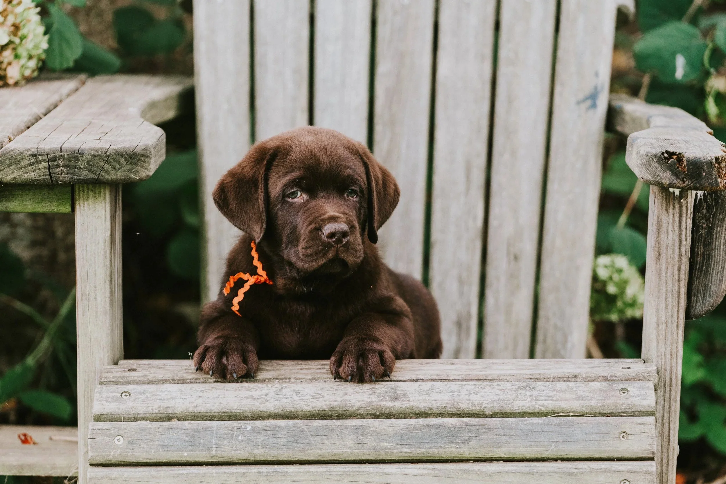 A brown puppy sitting on a wooden chair outdoors, surrounded by green foliage.