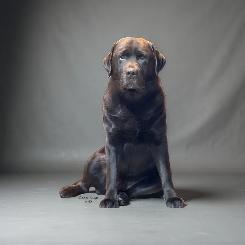 A black Labrador Retriever dog sitting on a gray studio background.