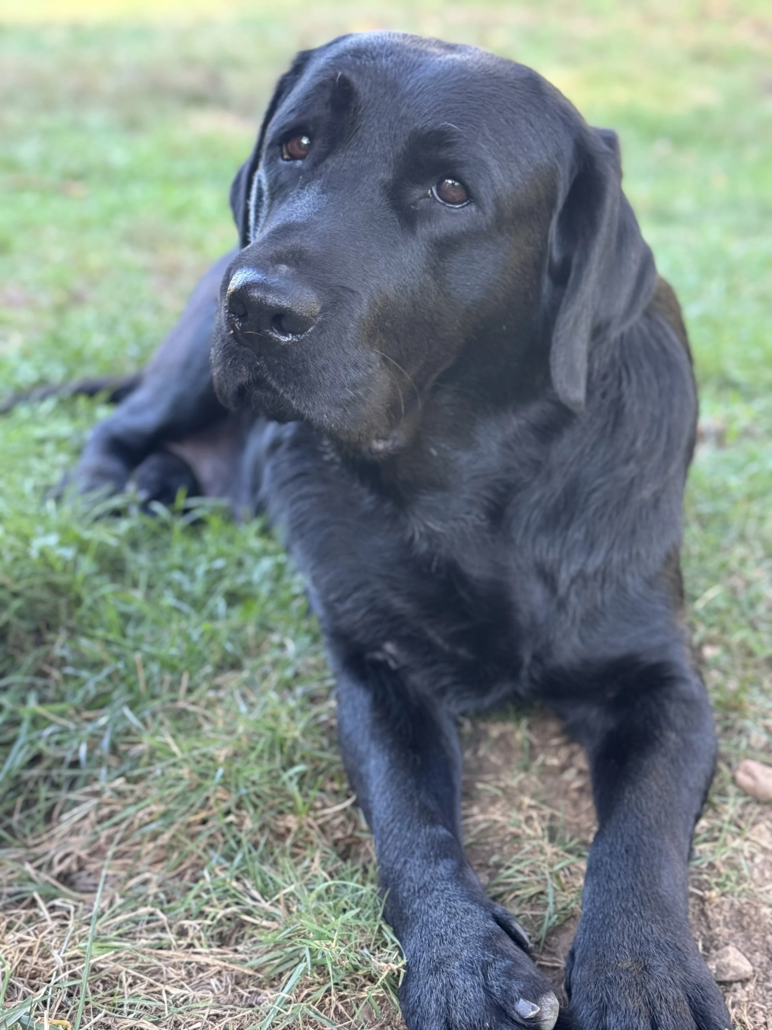 Black Labrador puppy lying on grass with a curious expression.