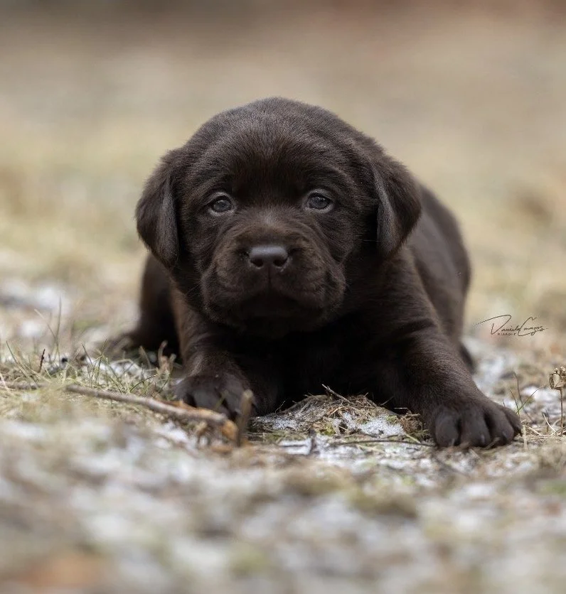A cute, brown puppy with droopy ears lying on the ground outdoors, looking directly at the camera.