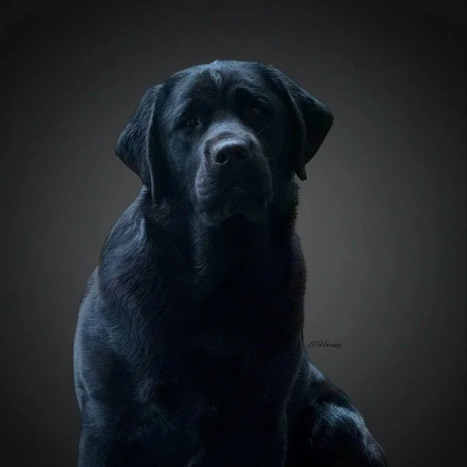 A portrait of a black Labrador Retriever dog against a dark background.