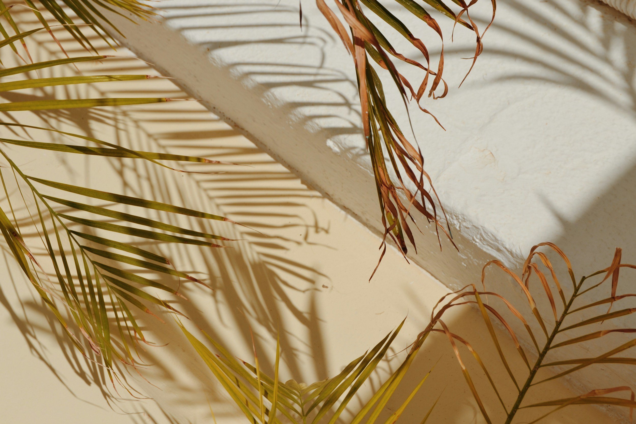 Sunlight casting shadows of palm leaves on a white wall with some dried palm fronds hanging.